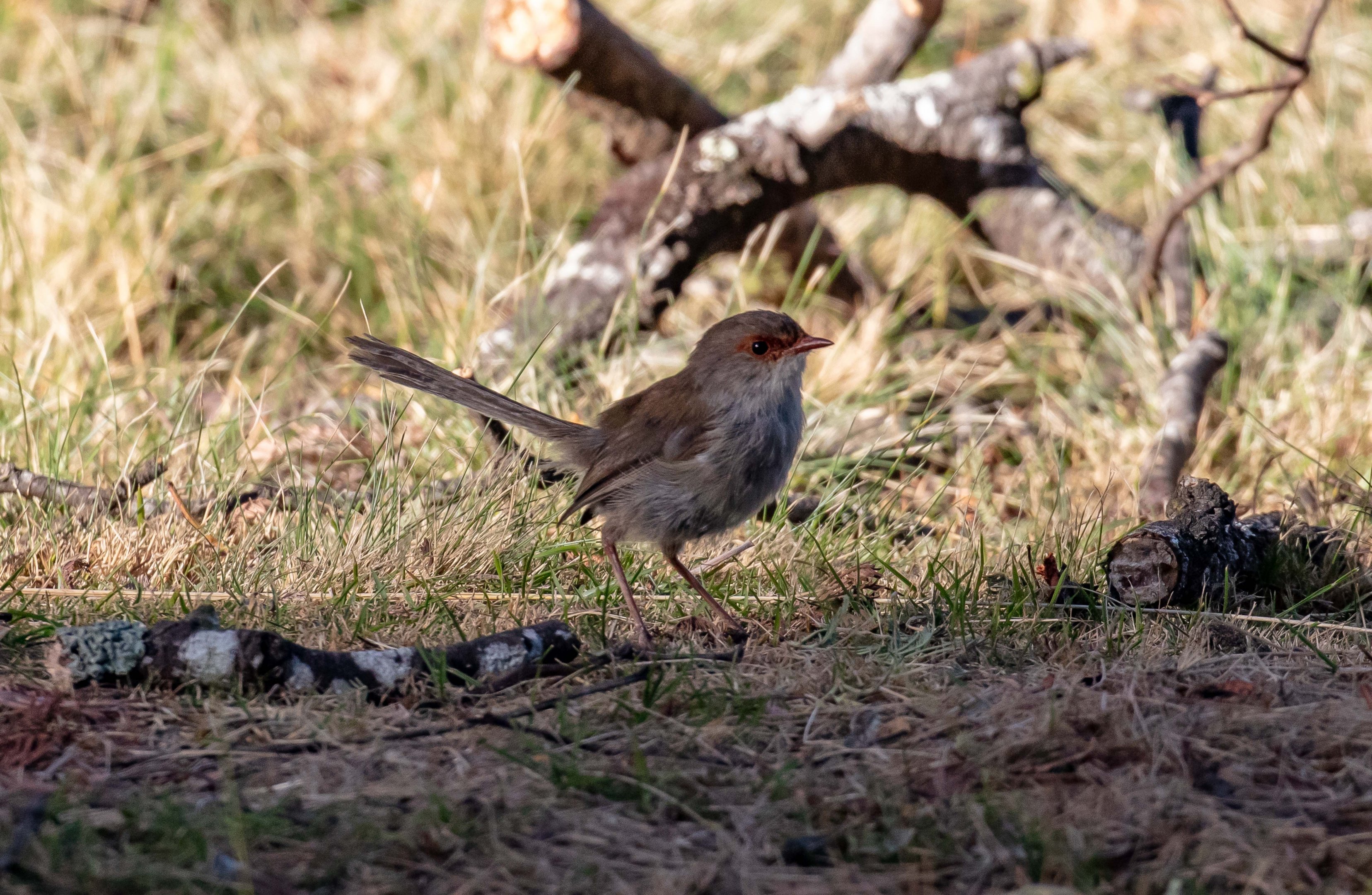 Superb Blue Wren female