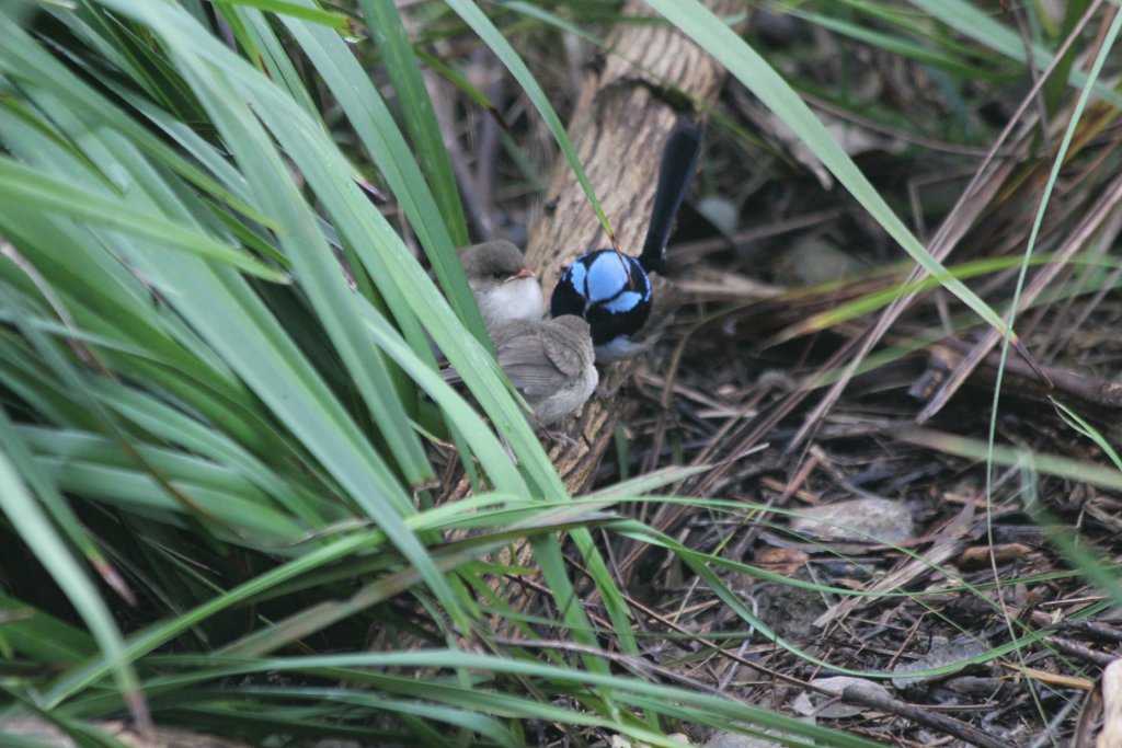 Superb Blue Wren male feeding chicks - wild