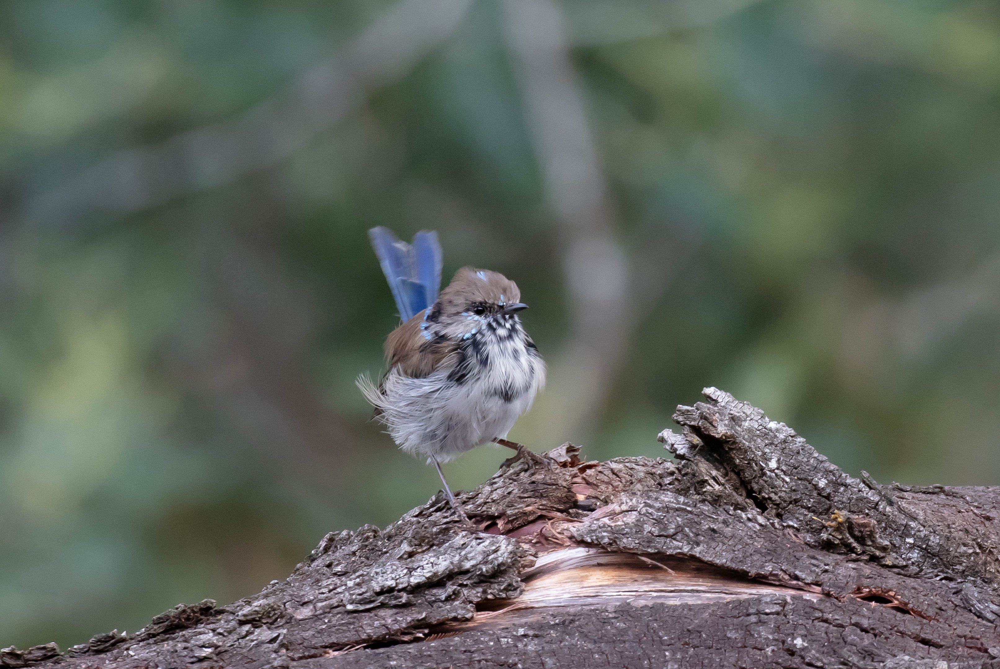 Superb Blue Wren male in eclipse