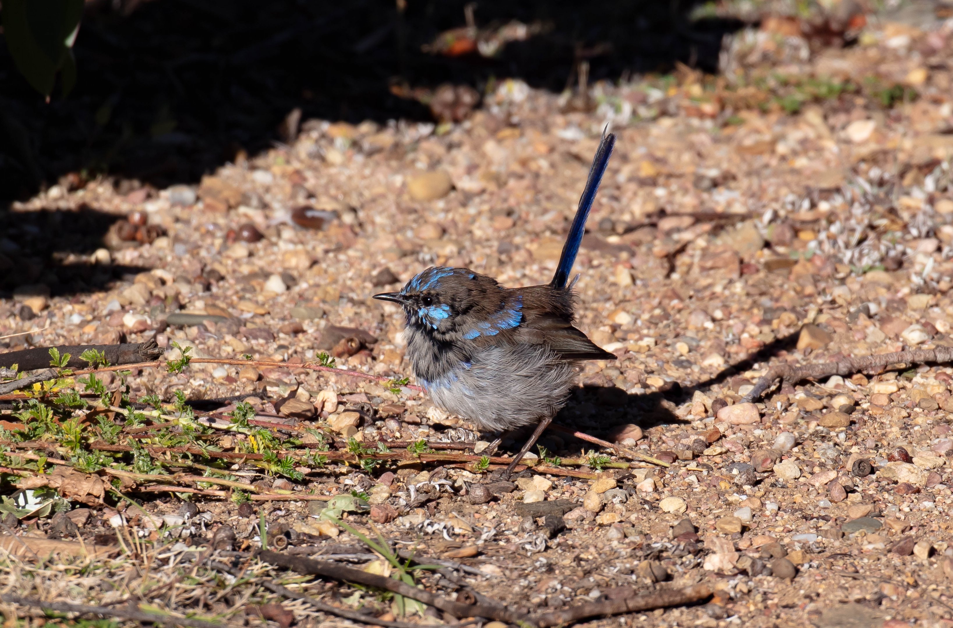 Superb Blue wren male in eclipse