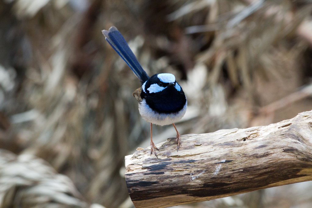 Superb Blue Wren male - wild