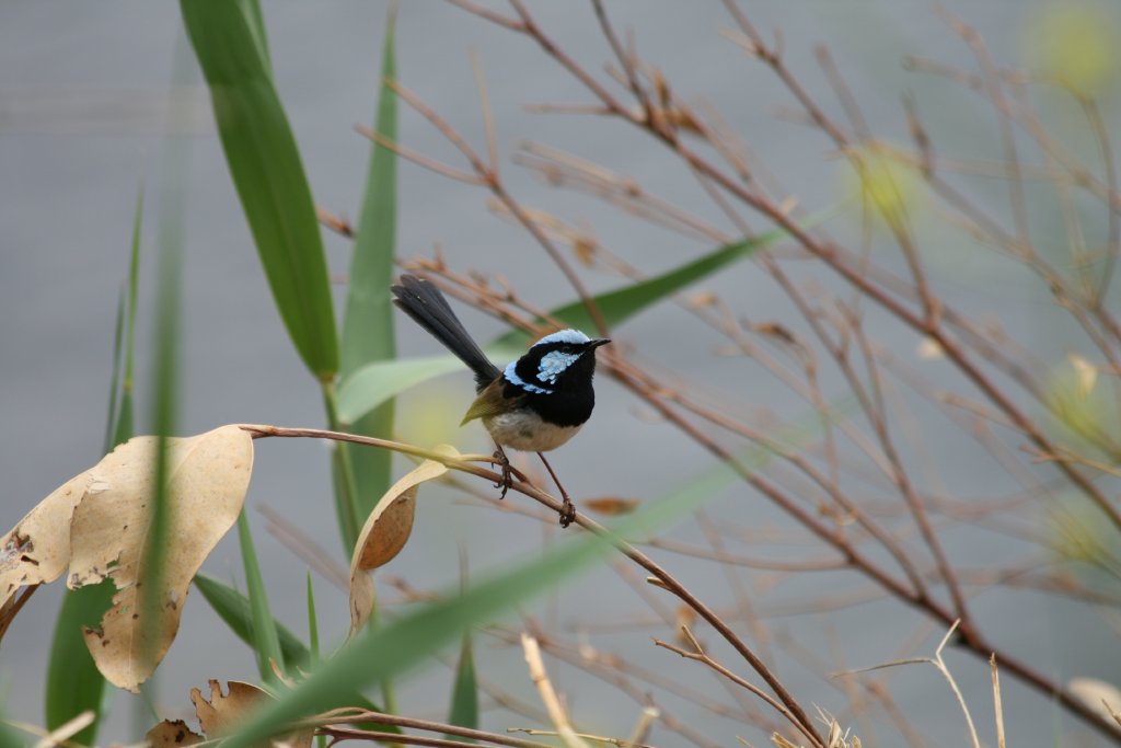 Superb Blue Wren male (wild)