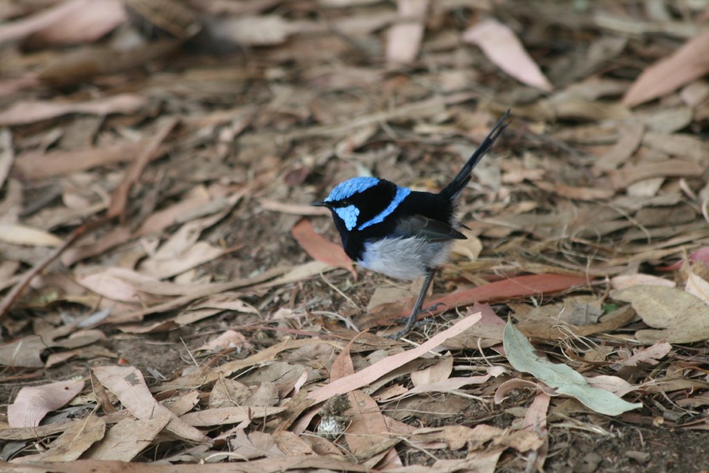 Superb Blue Wren male - wild