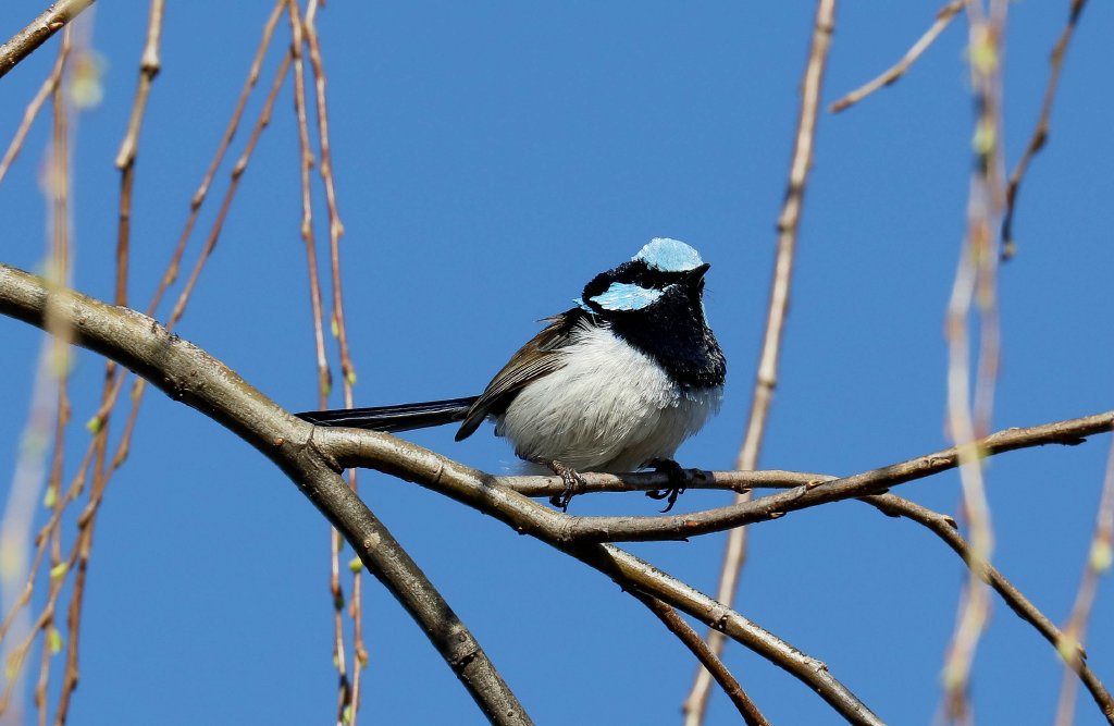 Superb Blue Wren male