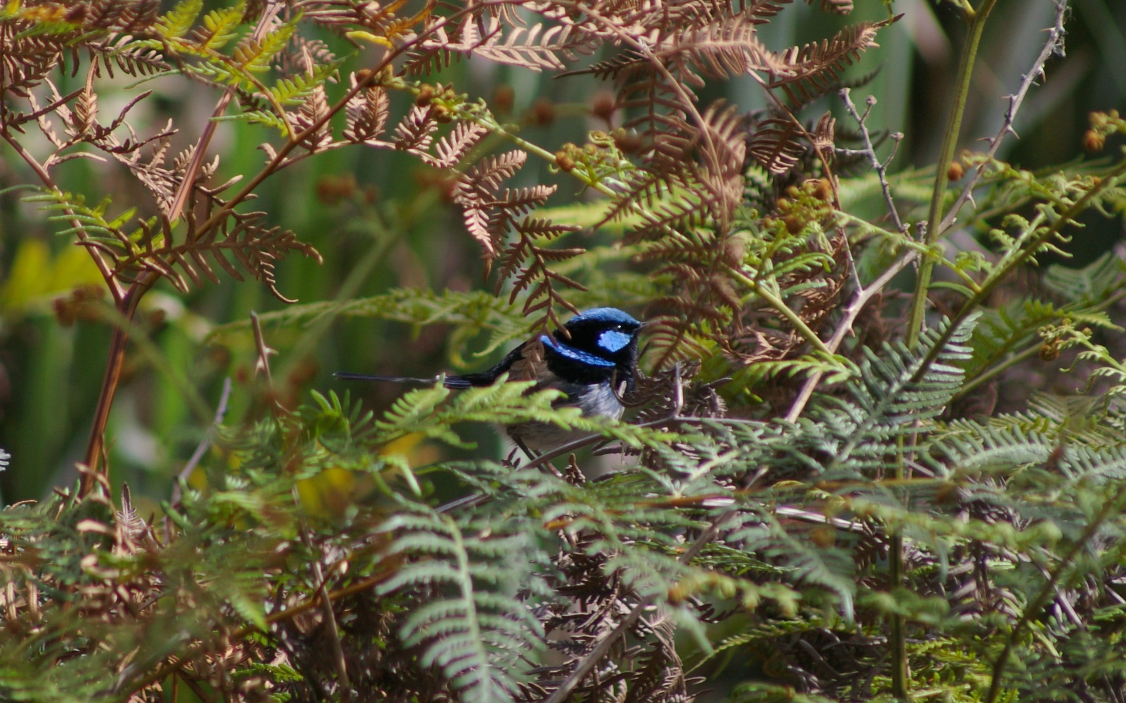 Superb Blue Wren (Malurus cyaneus cyaneus)