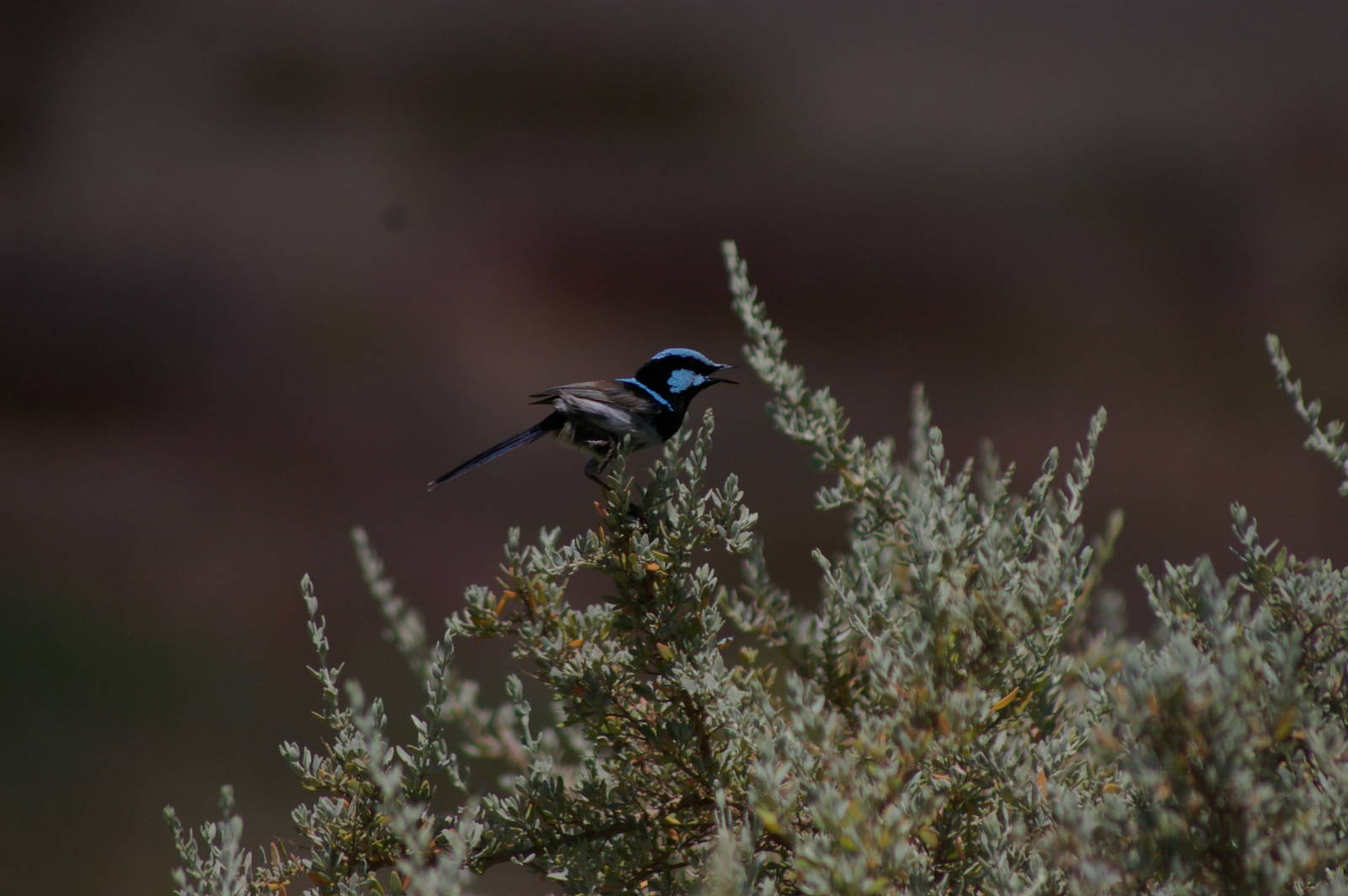 superb blue wren (Malurus cyaneus)