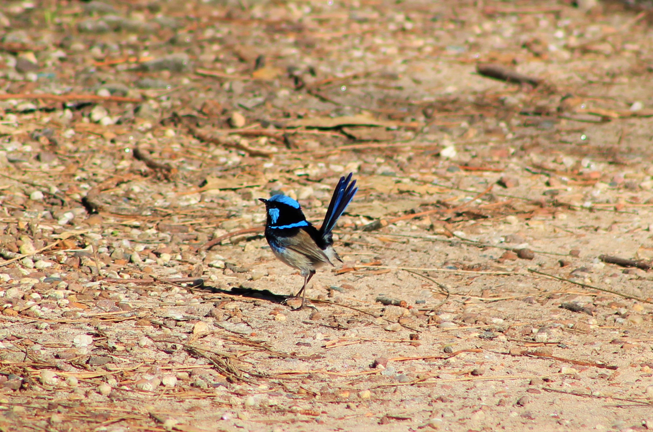 Superb Blue Wren (Malurus cyaneus)
