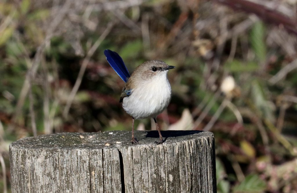 Superb Blue Wren, non-breeding male