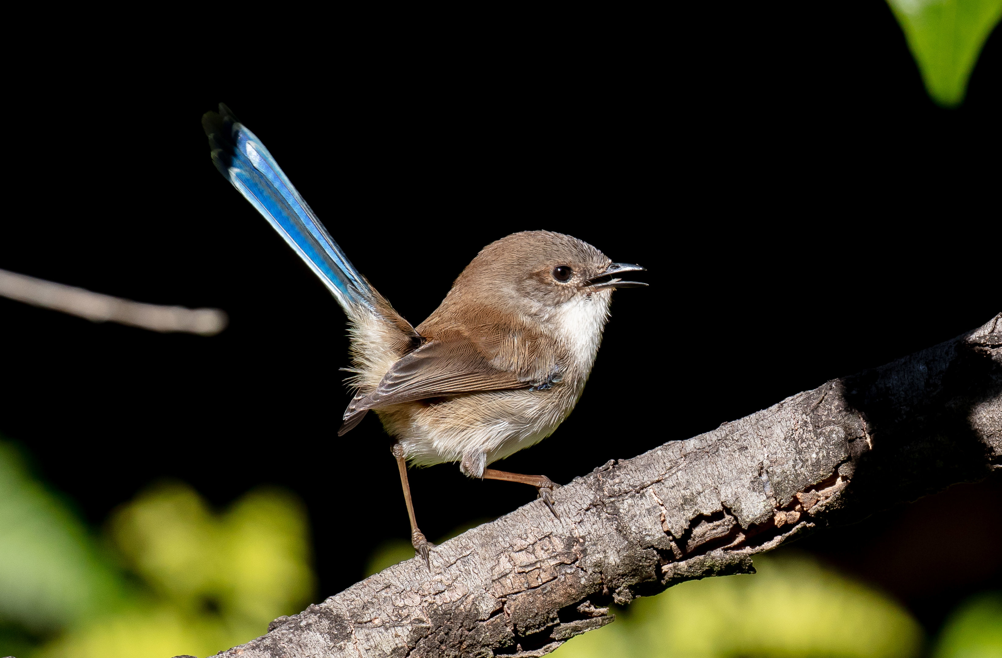Superb Blue Wren - non-breeding male