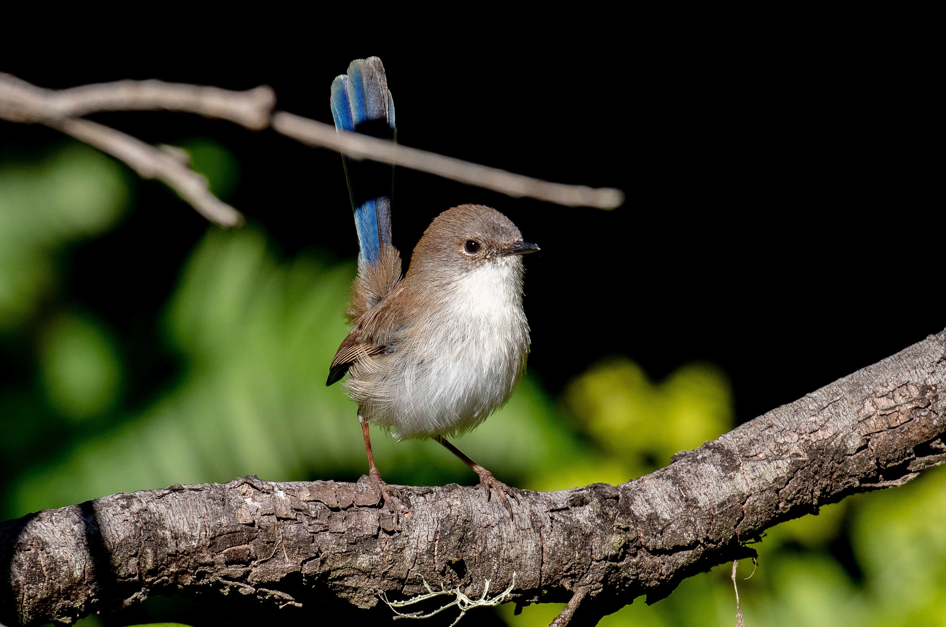 Superb Blue Wren - non-breeding male