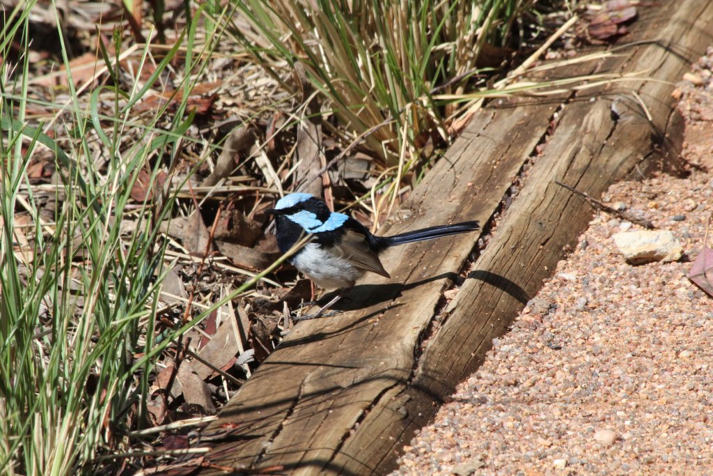 Superb Blue Wren