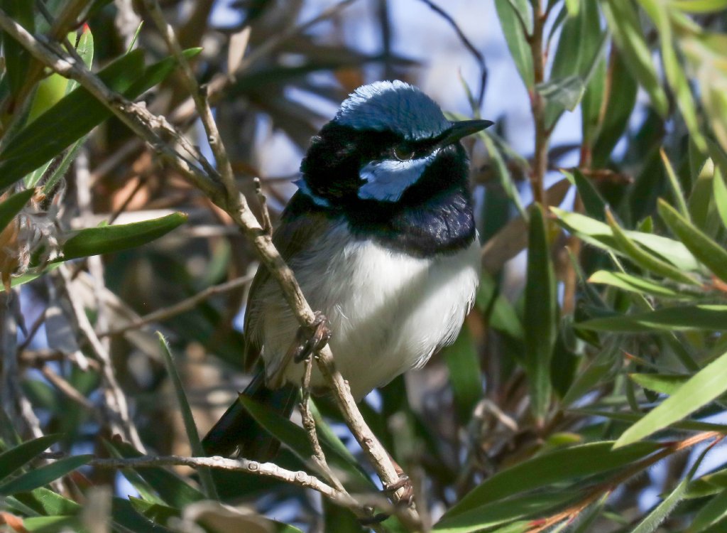 Superb Blue Wren