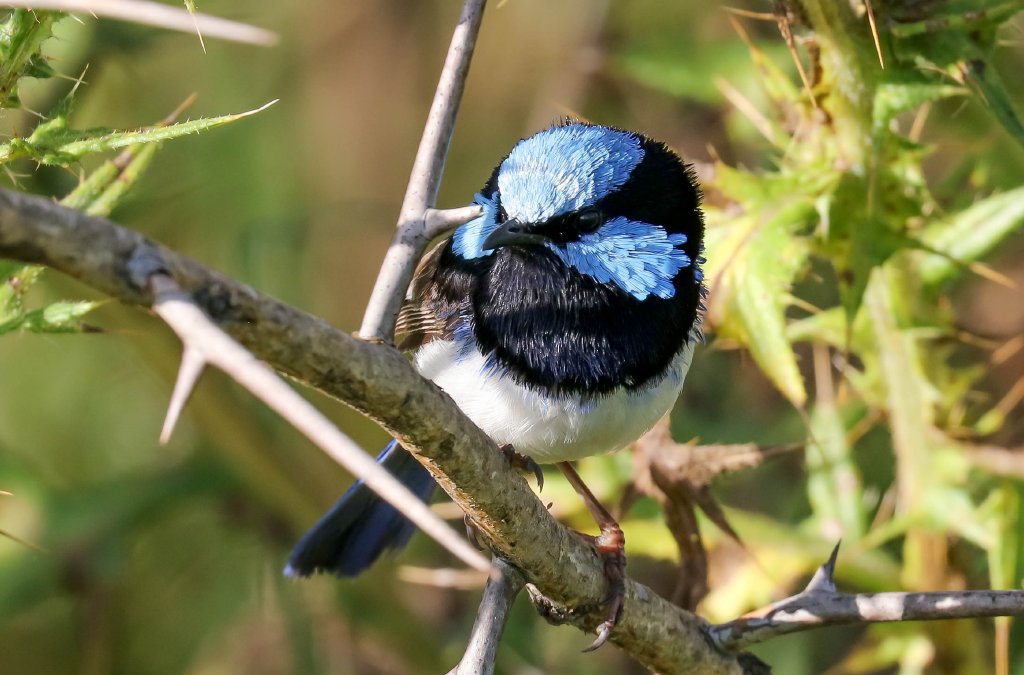 Superb Blue Wren