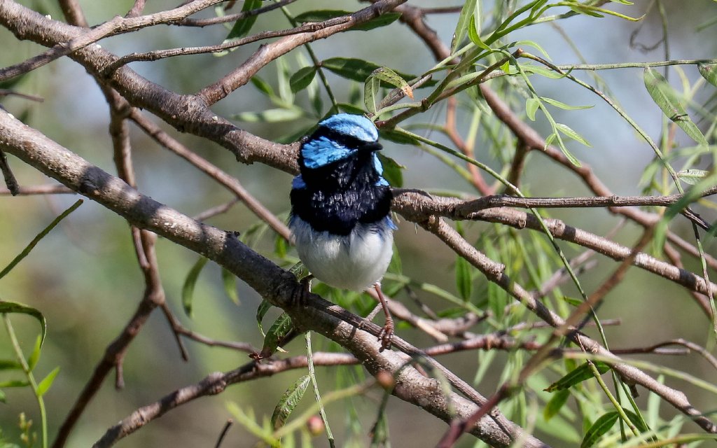 Superb Blue Wren