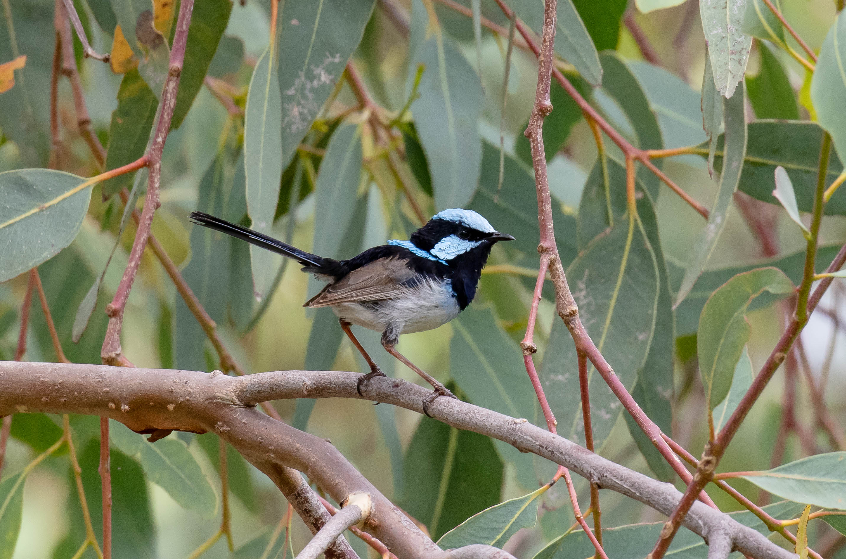 Superb Blue Wren