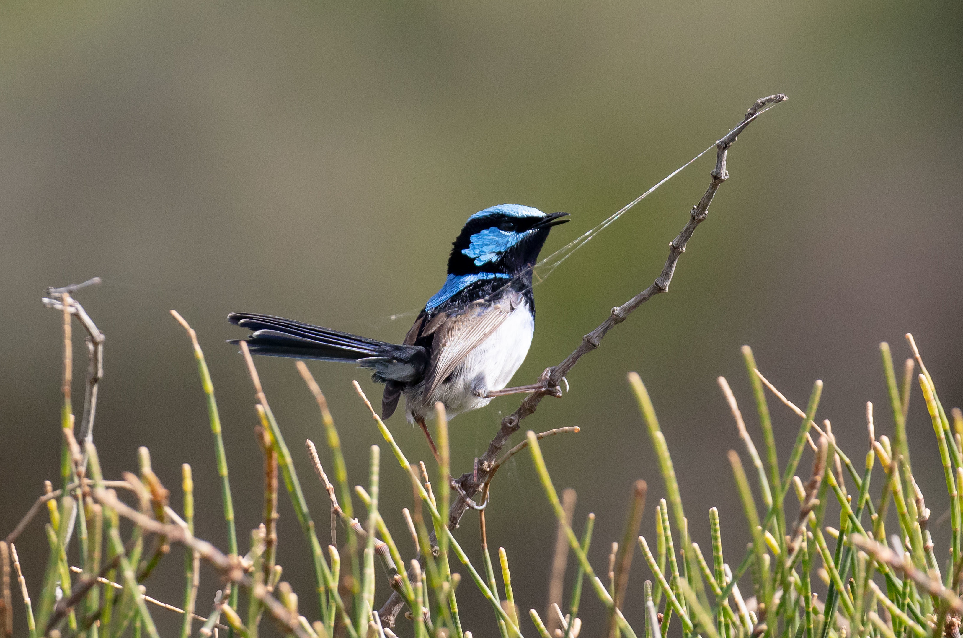 Superb Blue Wren