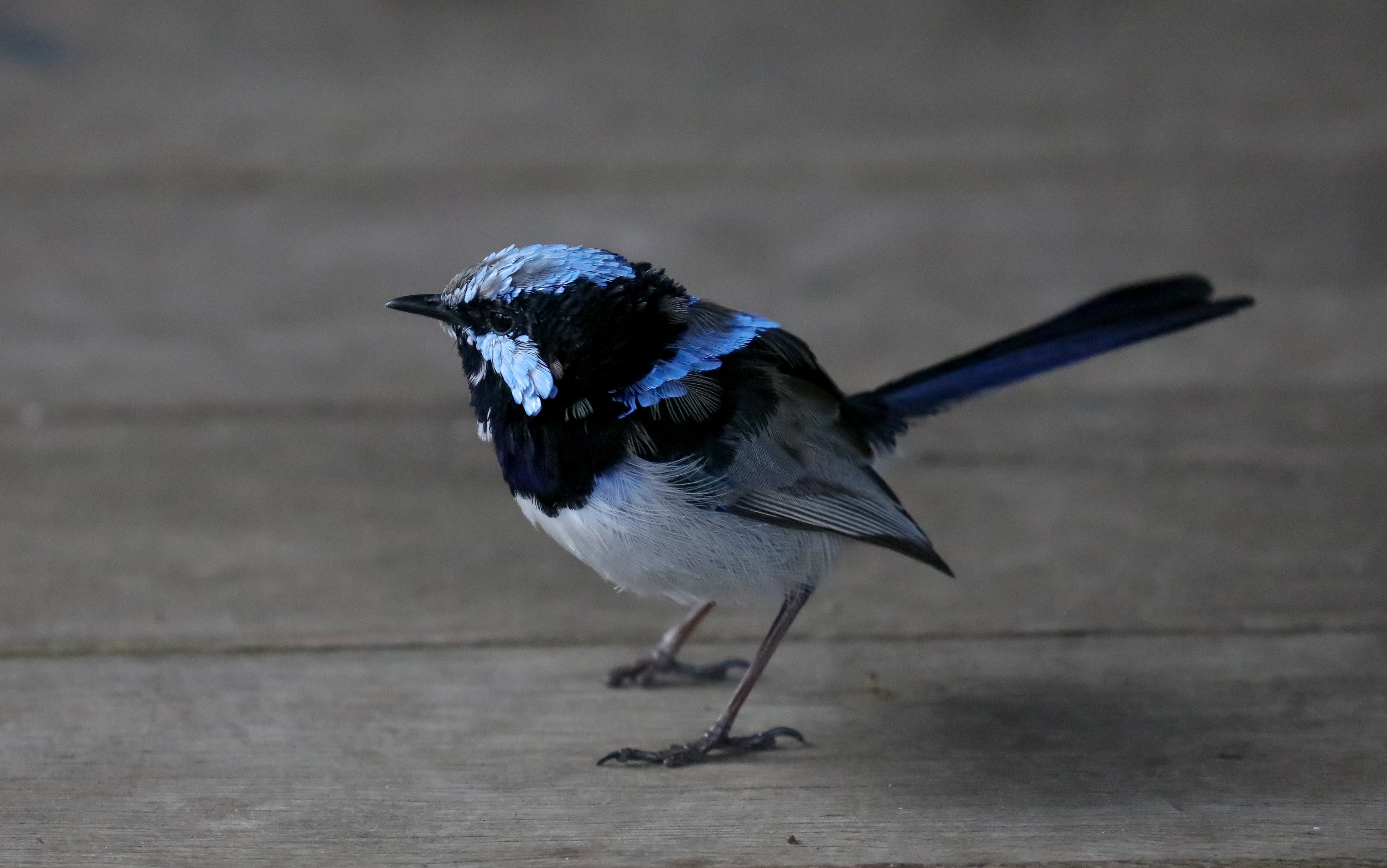 Superb Blue Wren