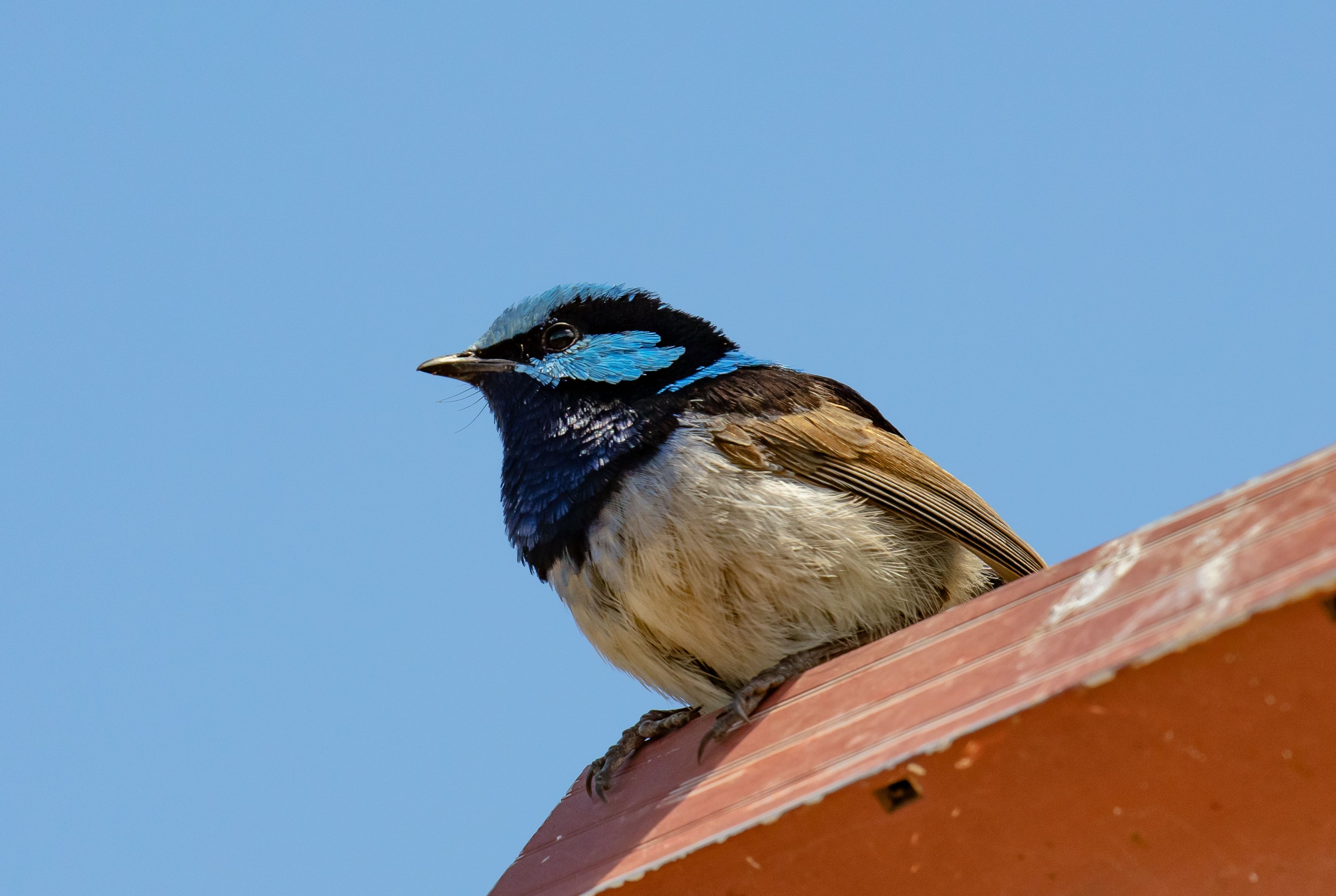 Superb Blue Wren