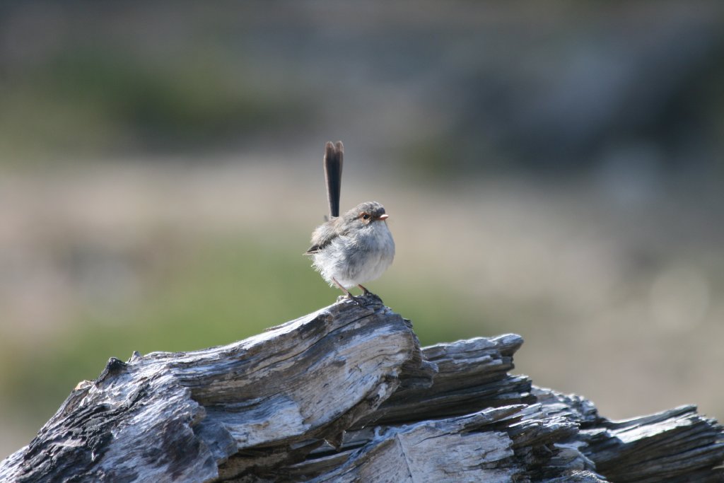 Superb Blue Wren