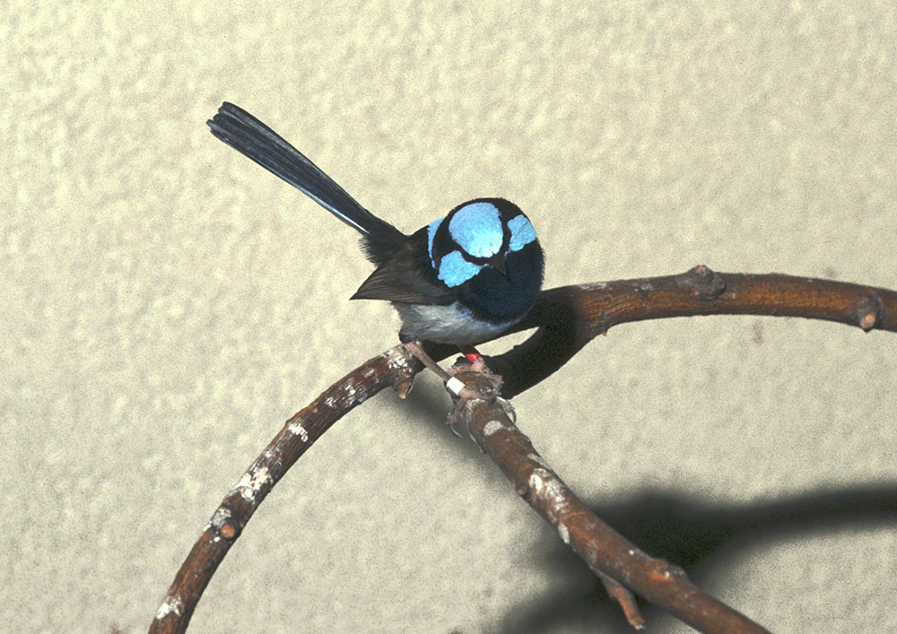 Superb fairy wren 1980