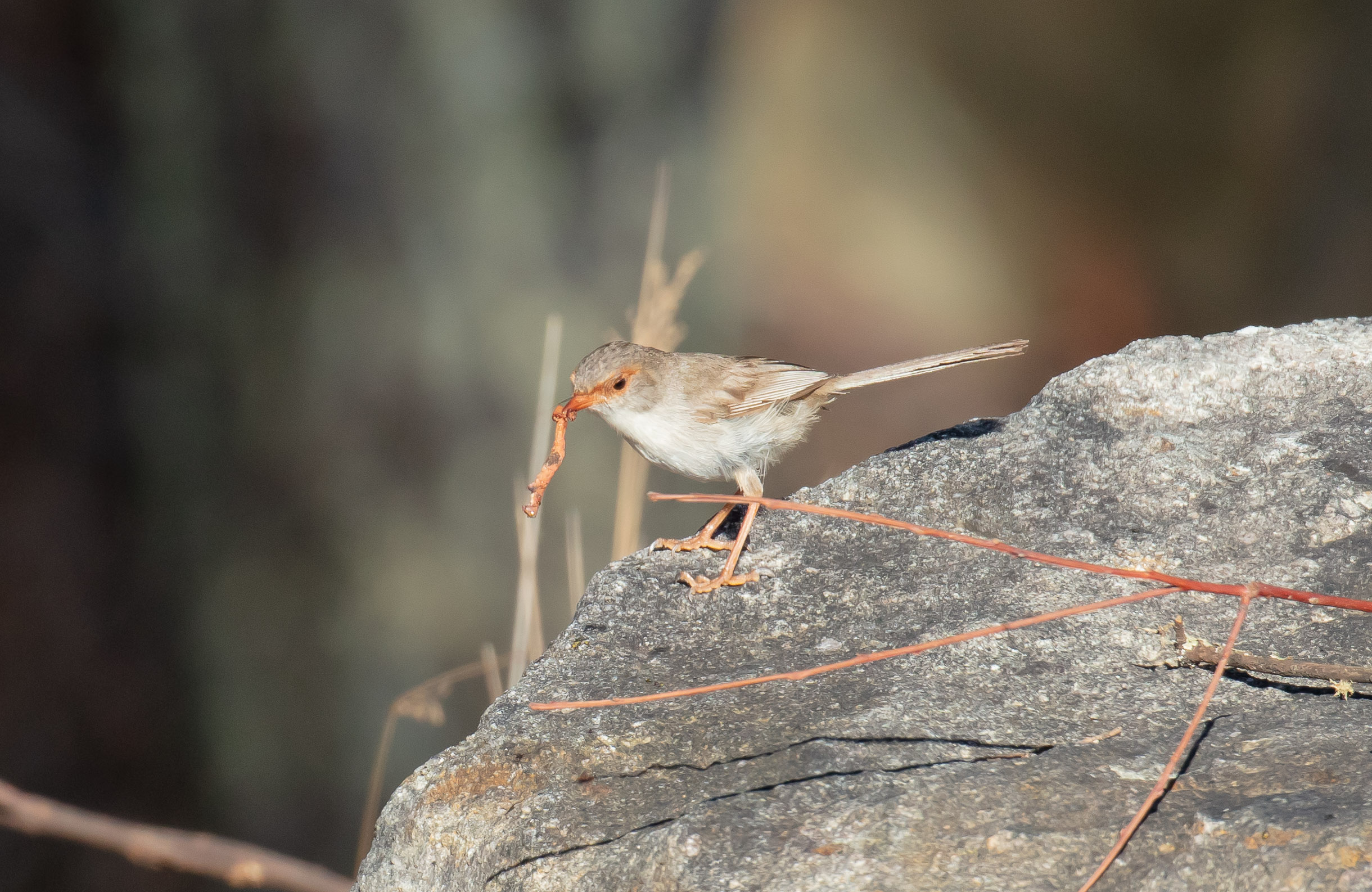 Superb Fairy Wren female with lunch
