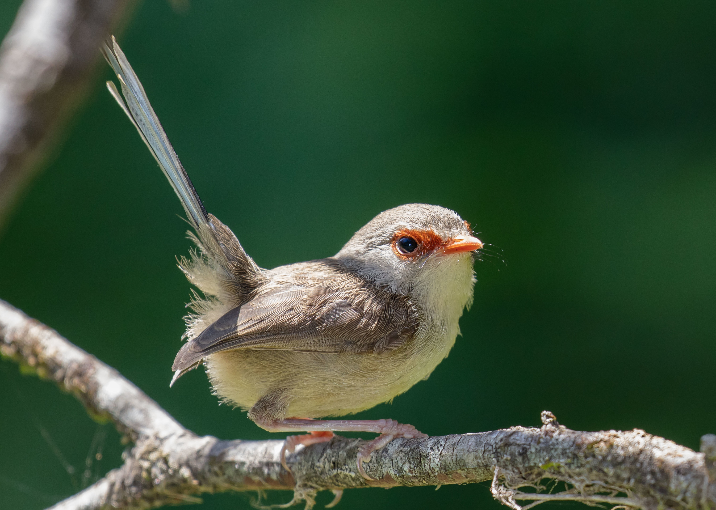 Superb Fairy Wren female