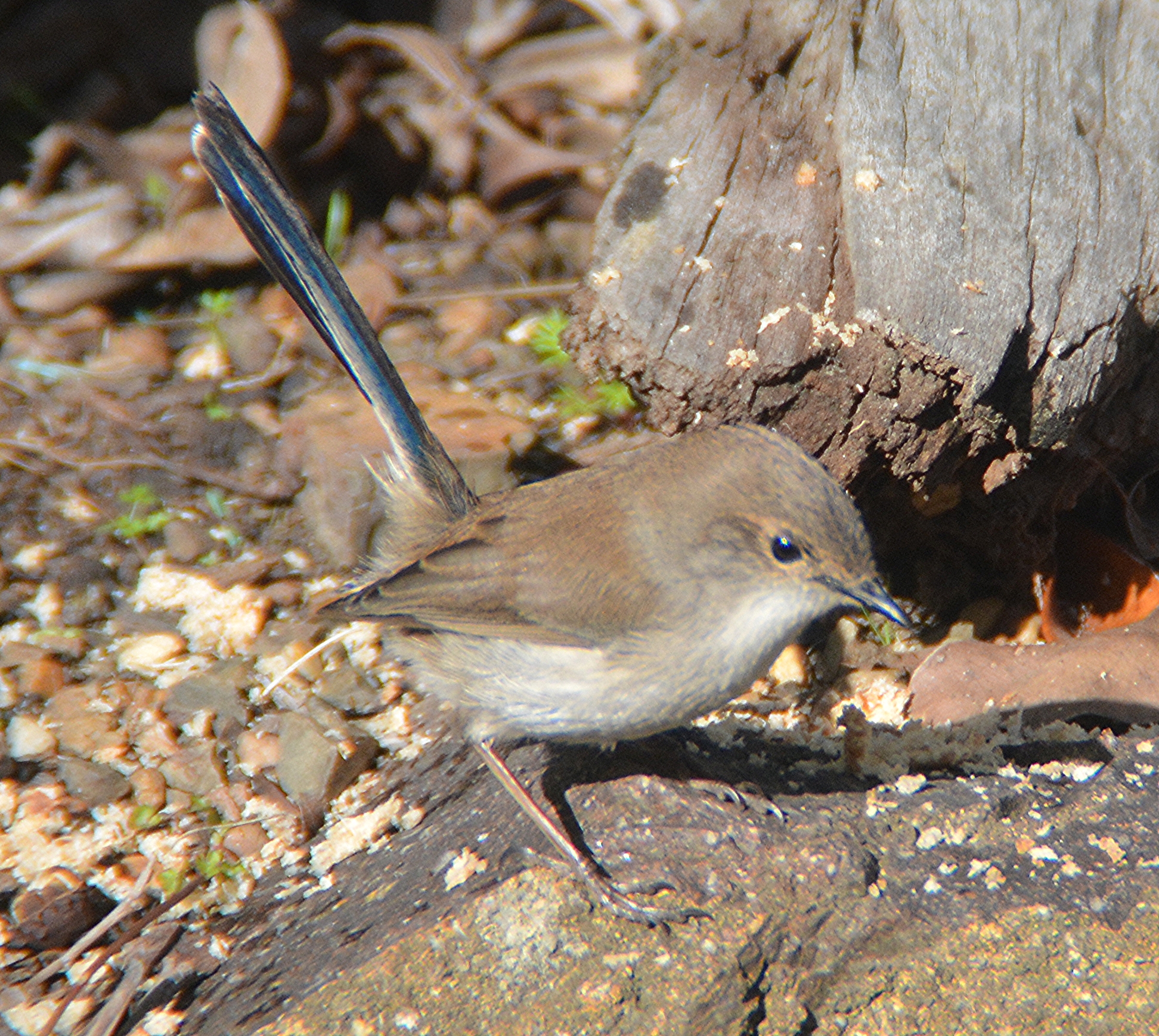 Superb fairy-wren (female)