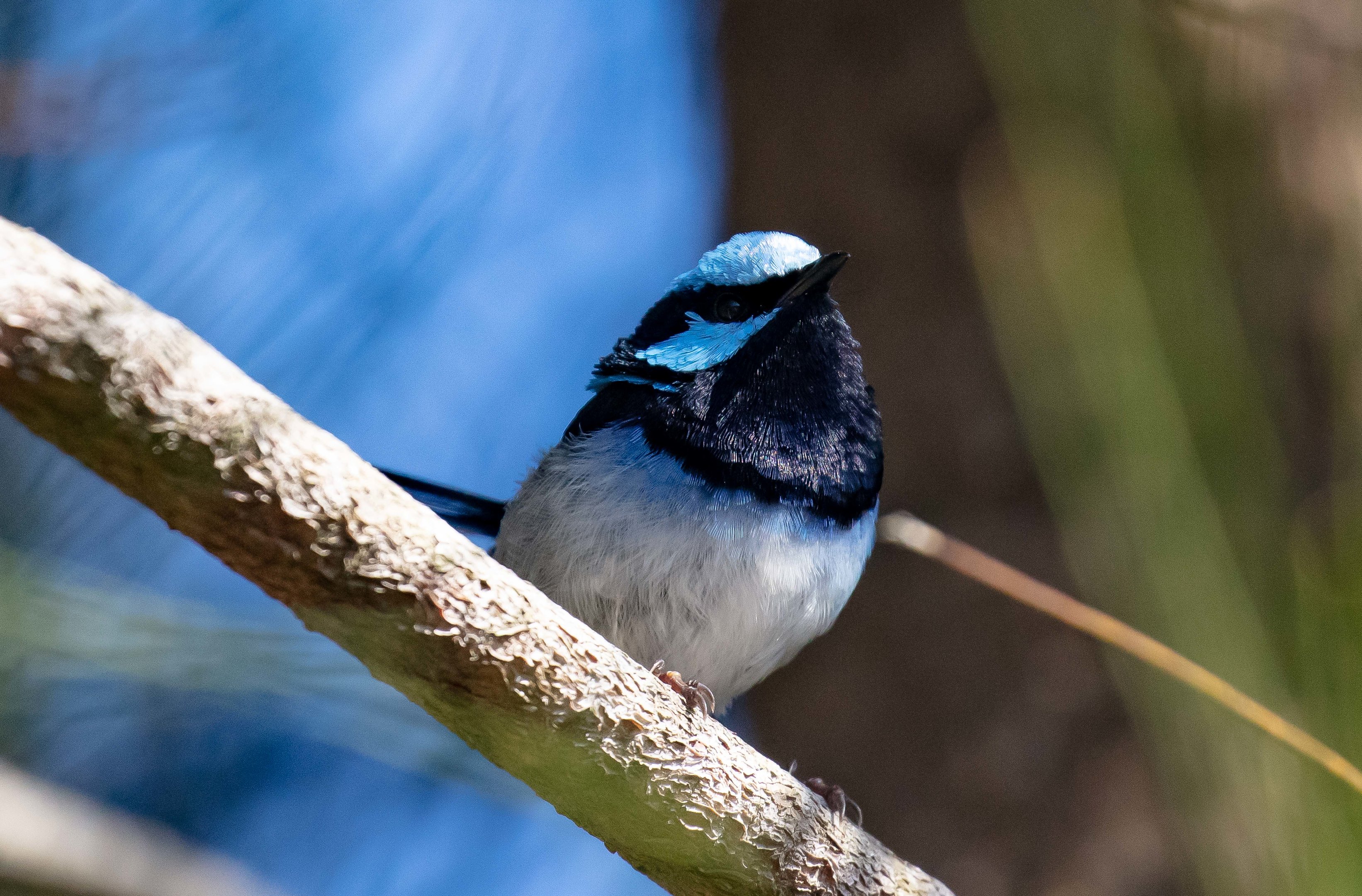 Superb Fairy Wren male