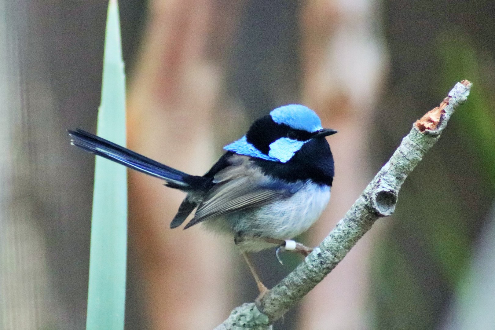 Superb Fairy Wren (Malurus cyaneus)