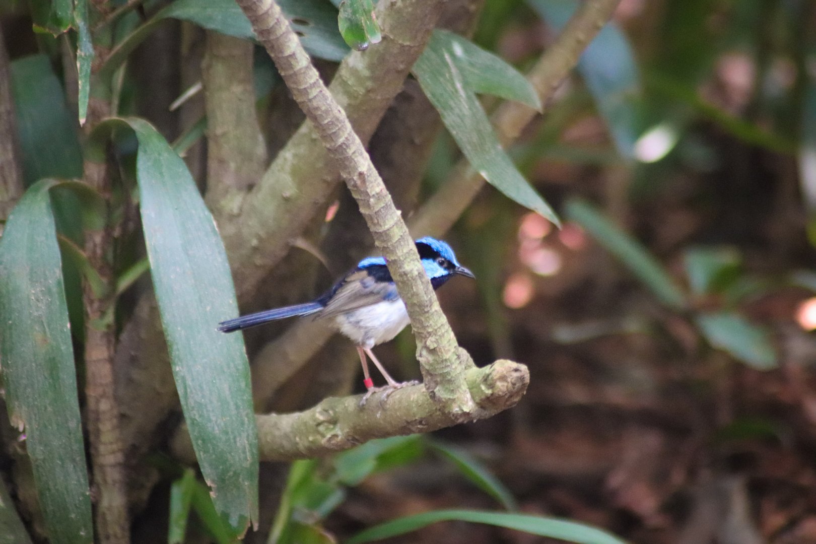 Superb Fairy Wren (Malurus cyaneus)