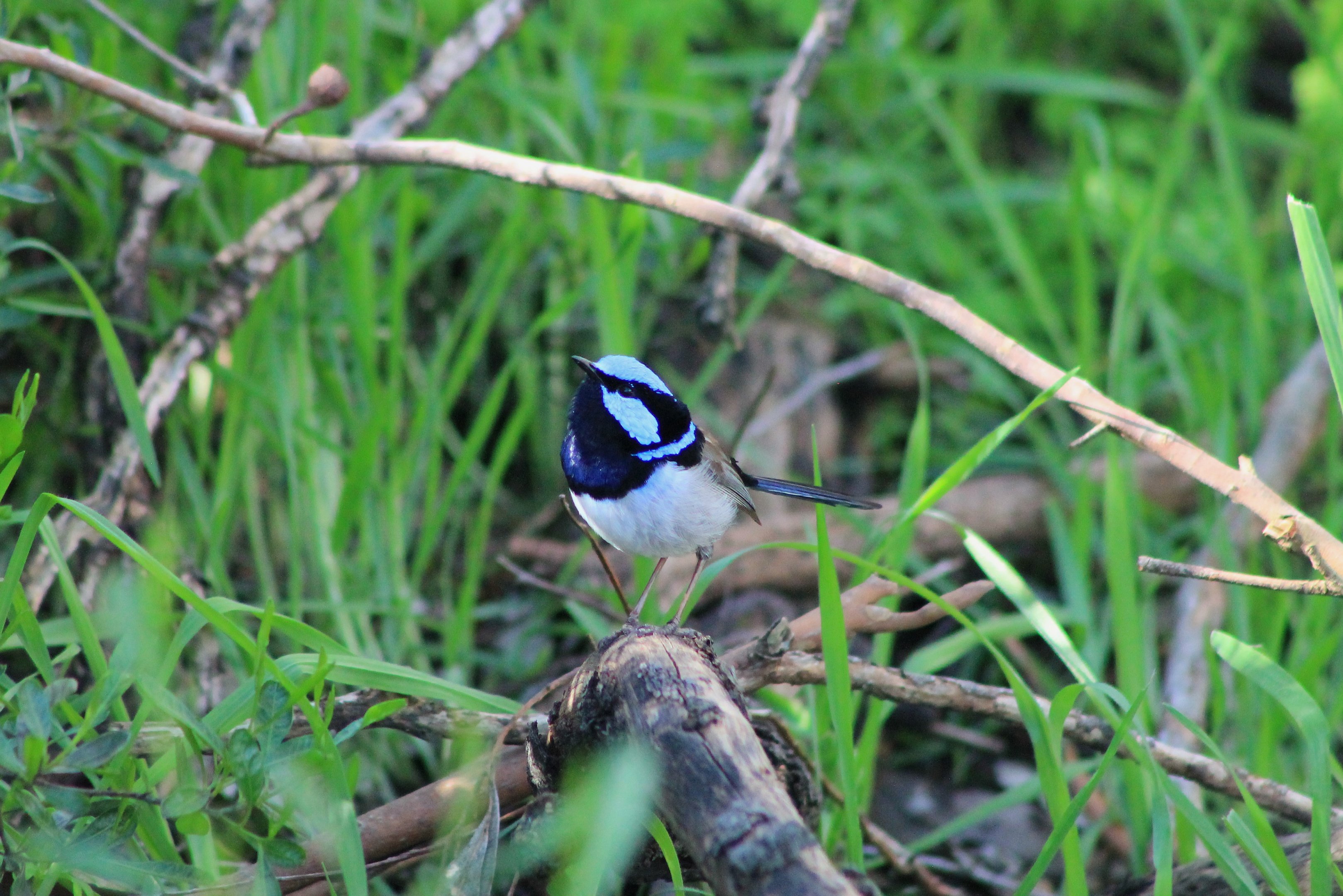 Superb Fairy-Wren (Malurus cyaneus)