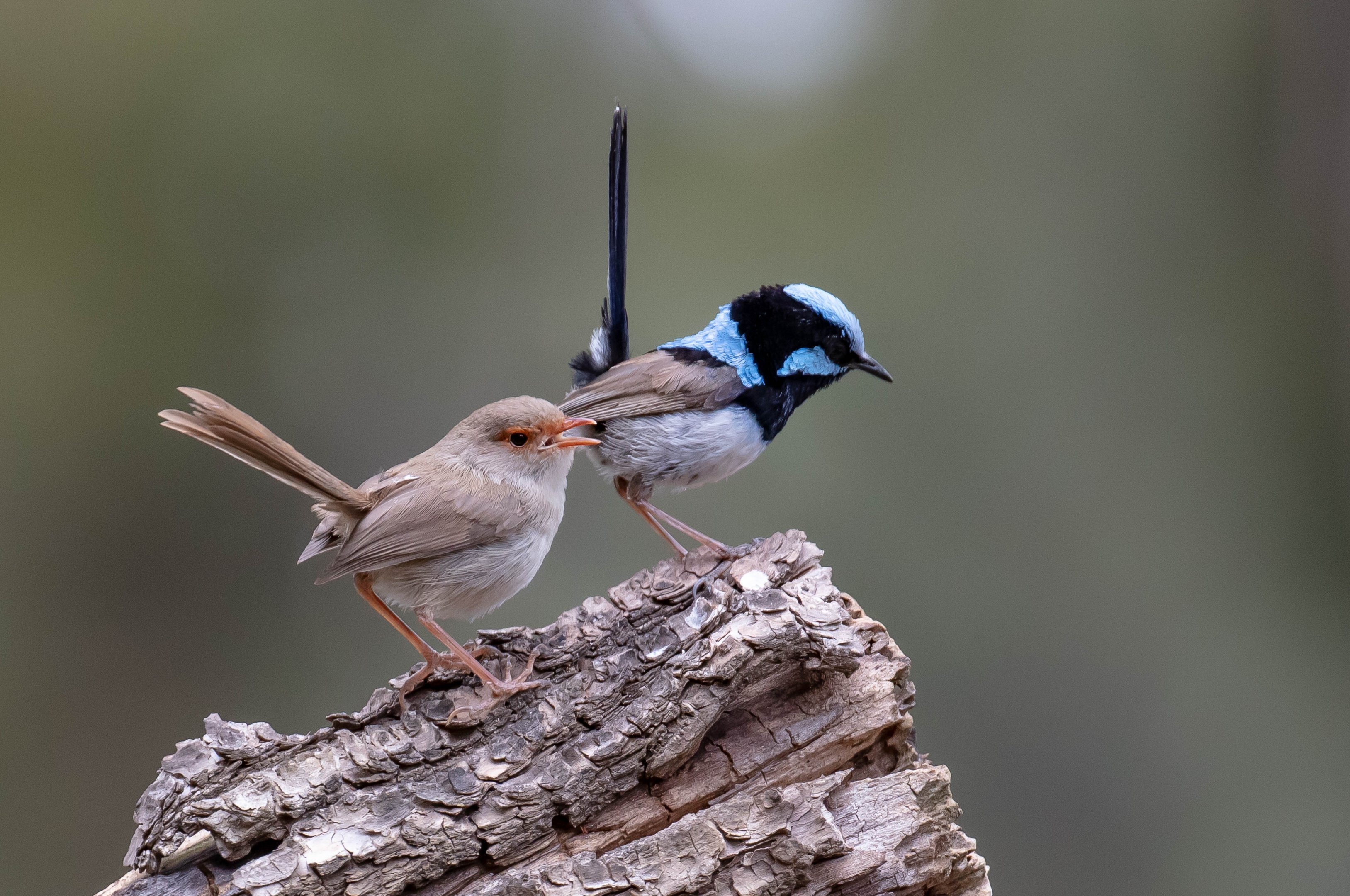 Superb Fairy-wren pair
