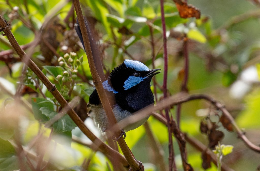 Superb Fairy Wren
