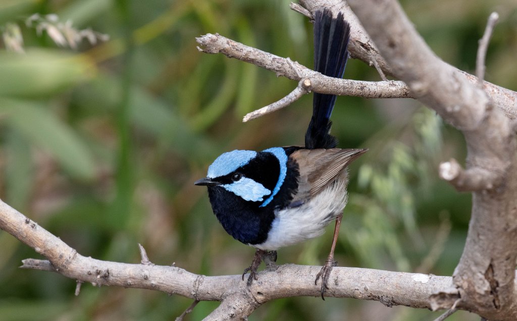 Superb Fairy Wren