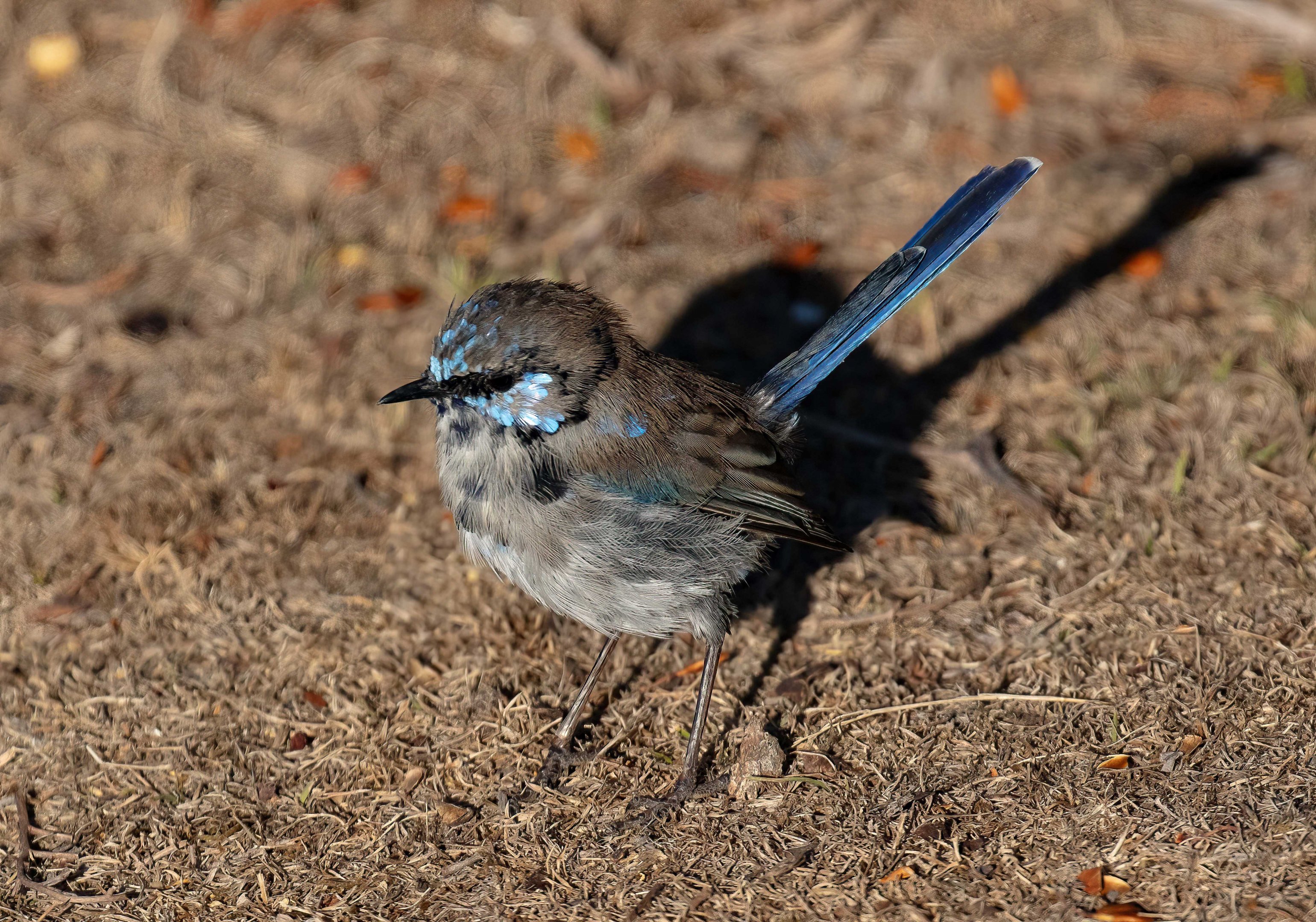 Superb Fairy Wren