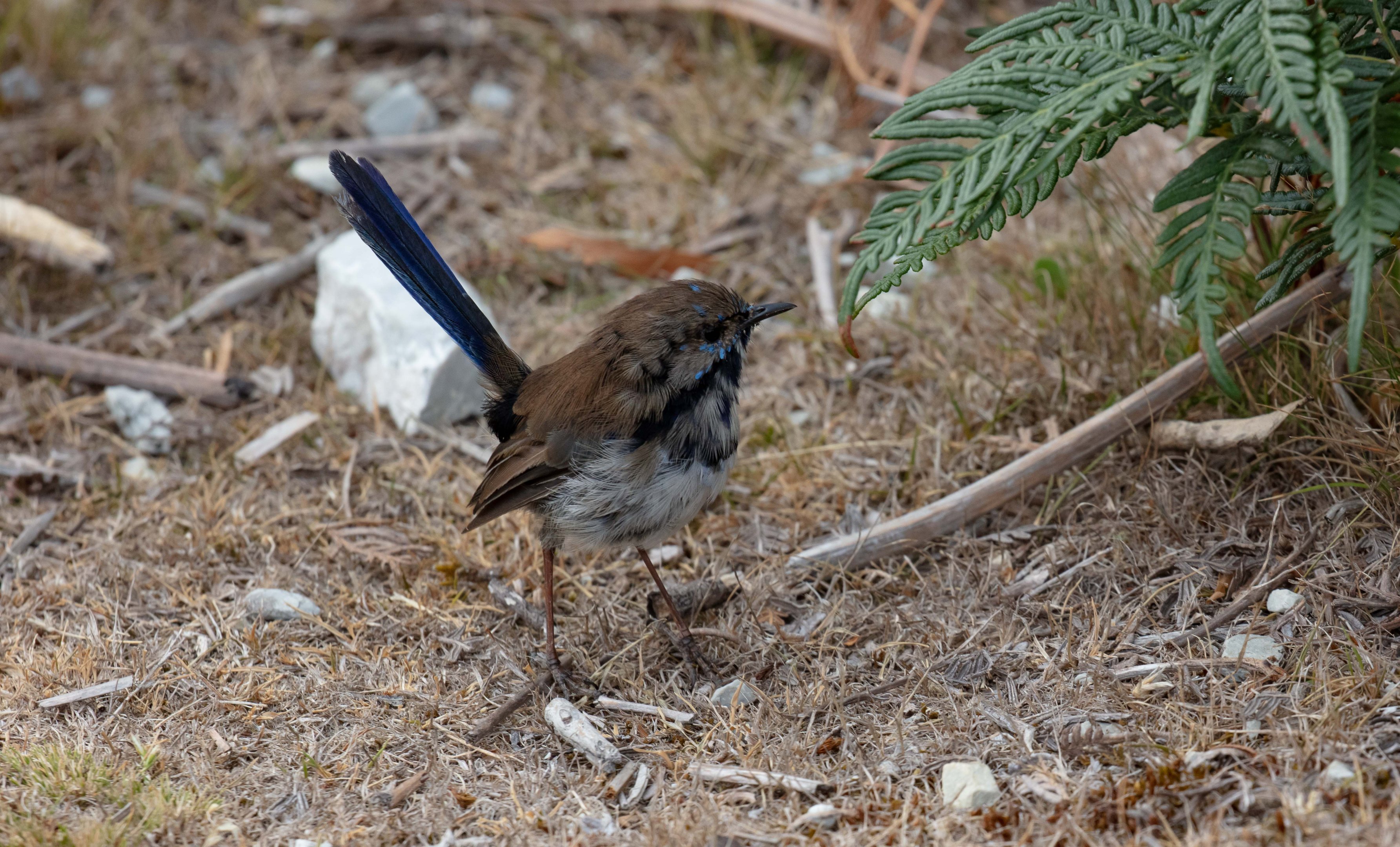 Superb Fairy Wren