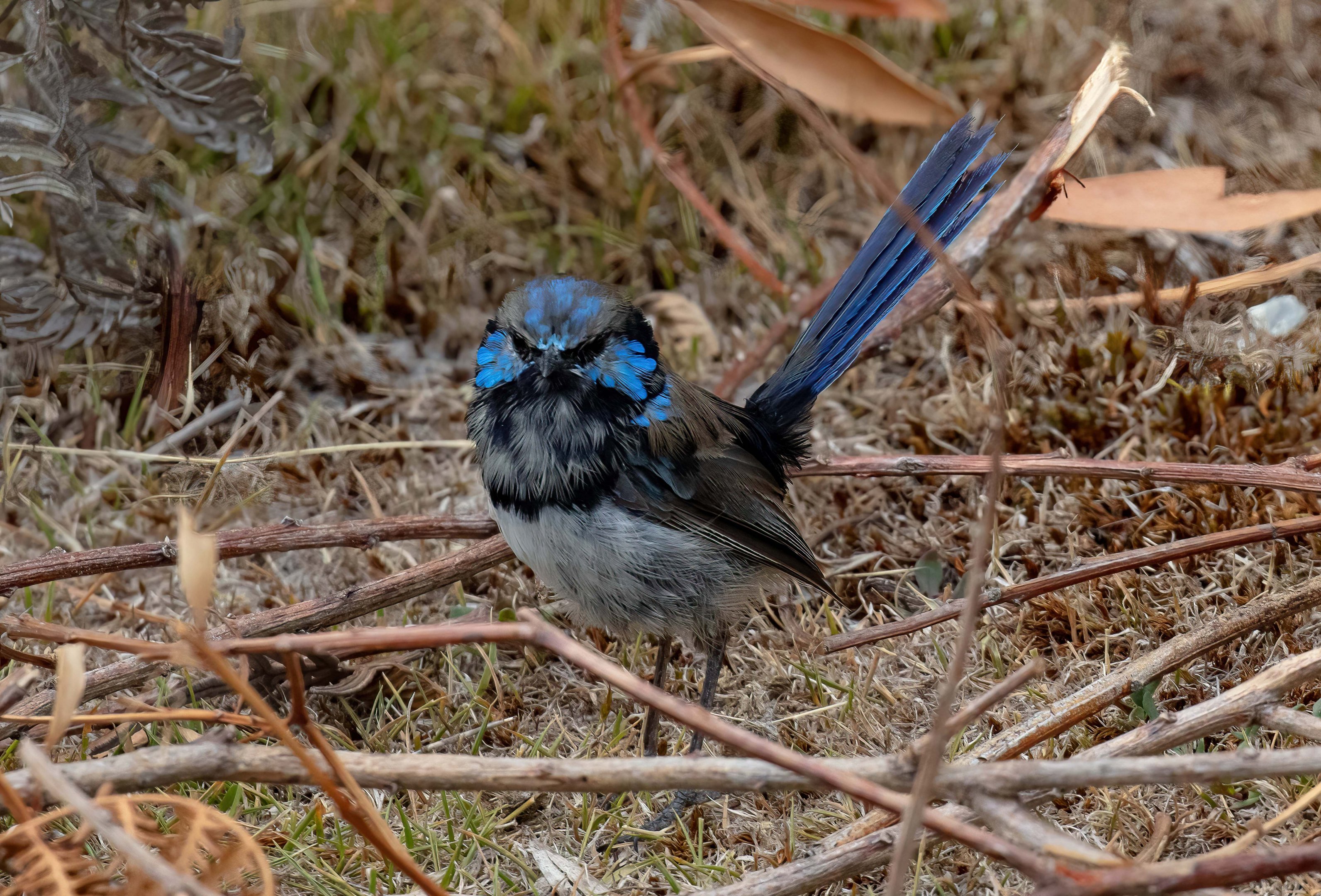 Superb Fairy Wren