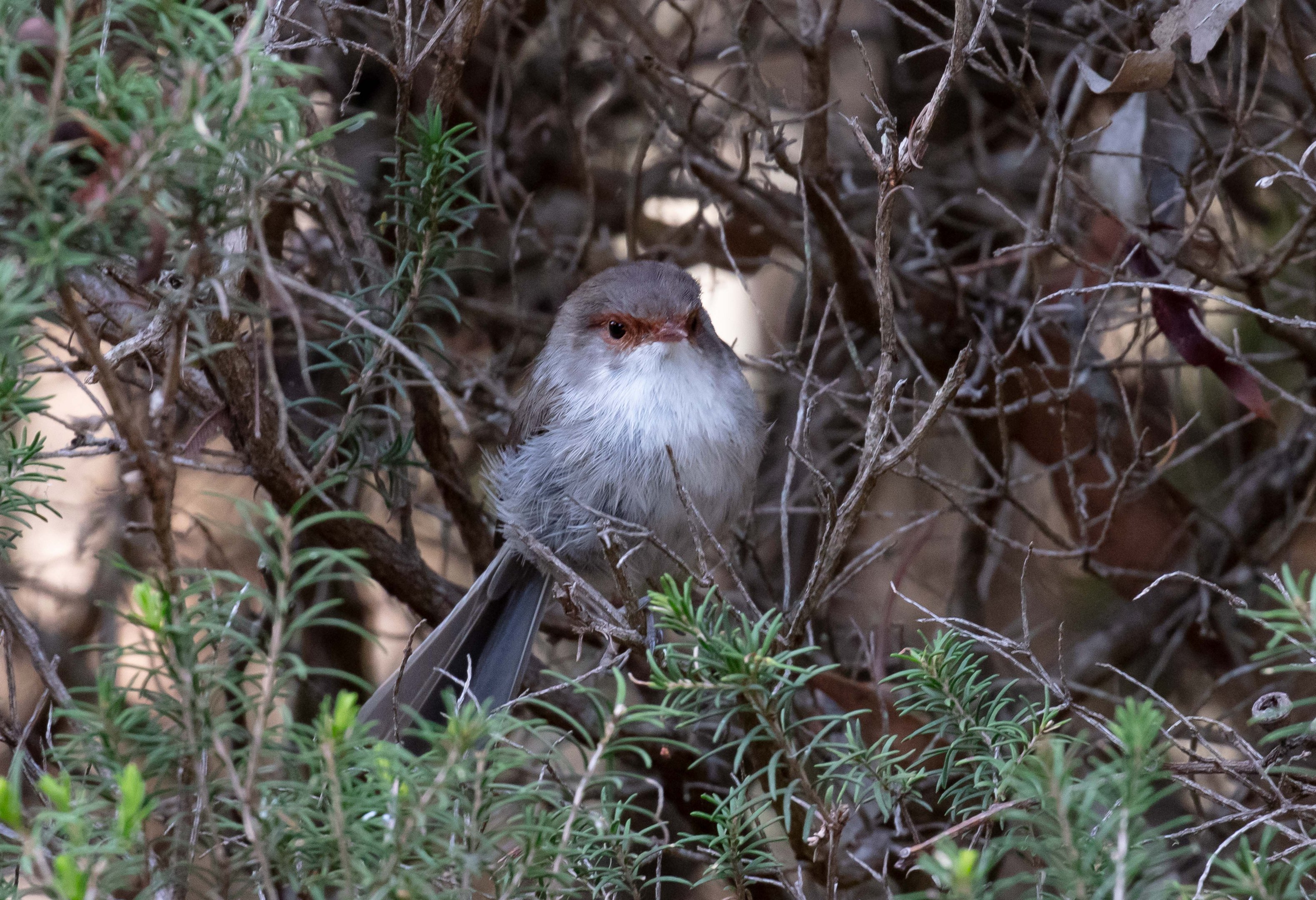 Superb Fairy Wren