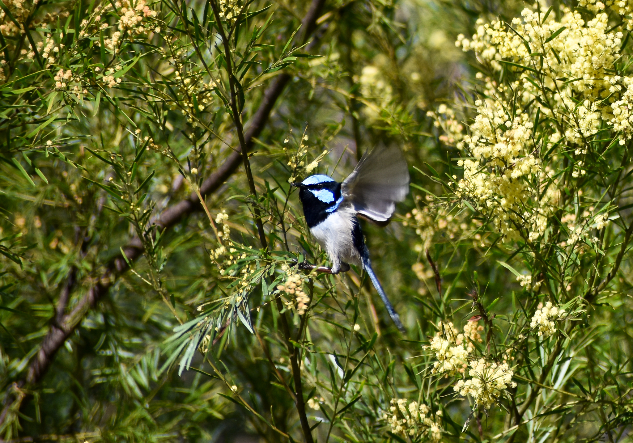 Superb Fairywren among wattle
