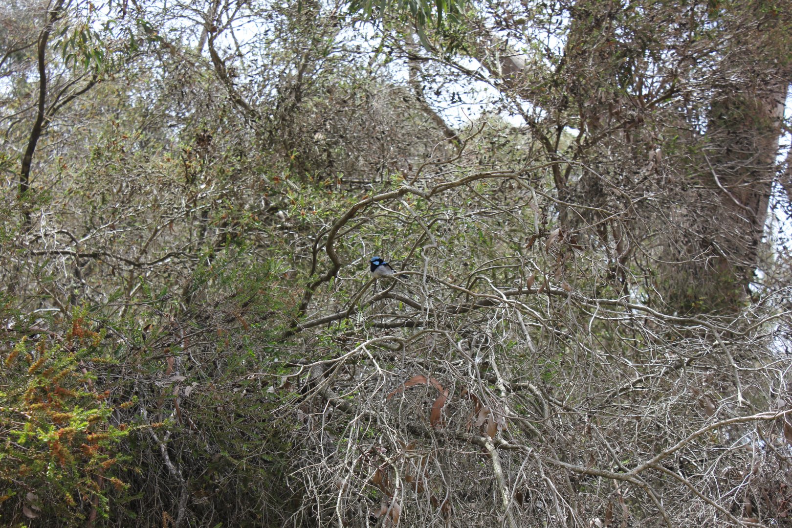 Superb Fairywren (Malurus cyaneus)