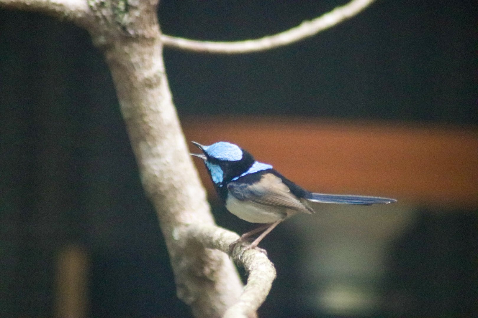 Superb Fairywren (Malurus cyaneus)