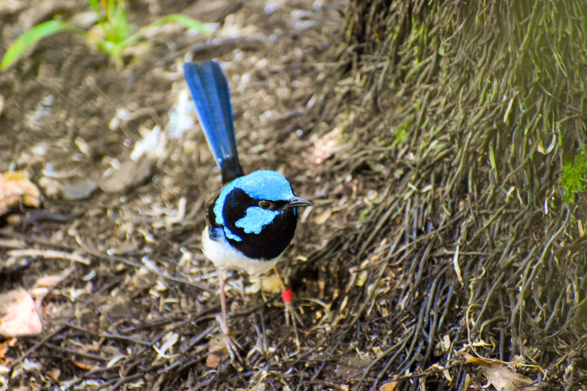 Superb Fairywren (Malurus cyaneus)