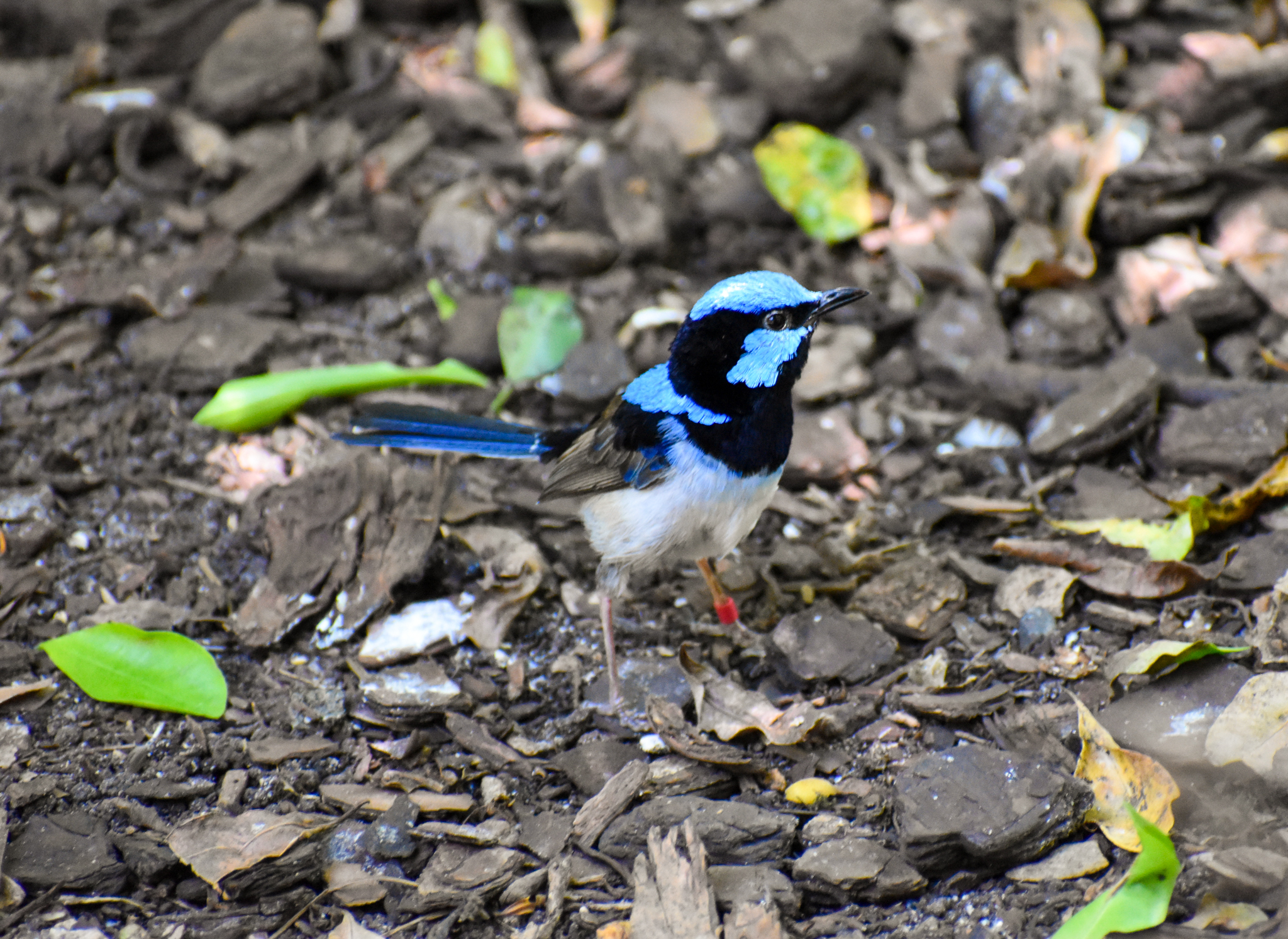 Superb Fairywren (Malurus cyaneus)