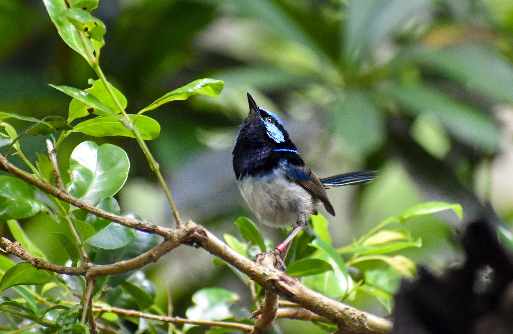 Superb Fairywren (Malurus cyaneus)
