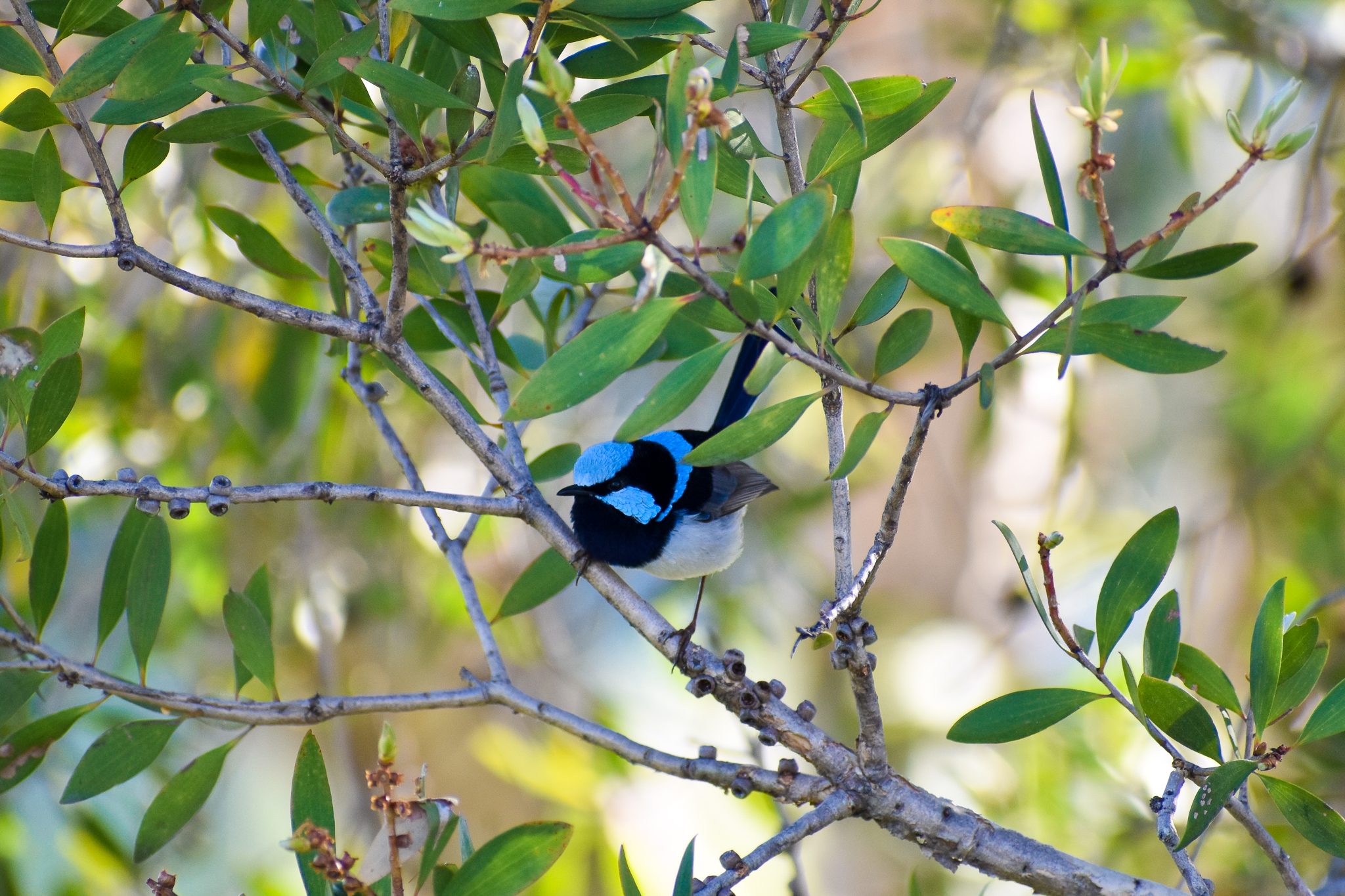 Superb Fairywren (Malurus cyaneus)