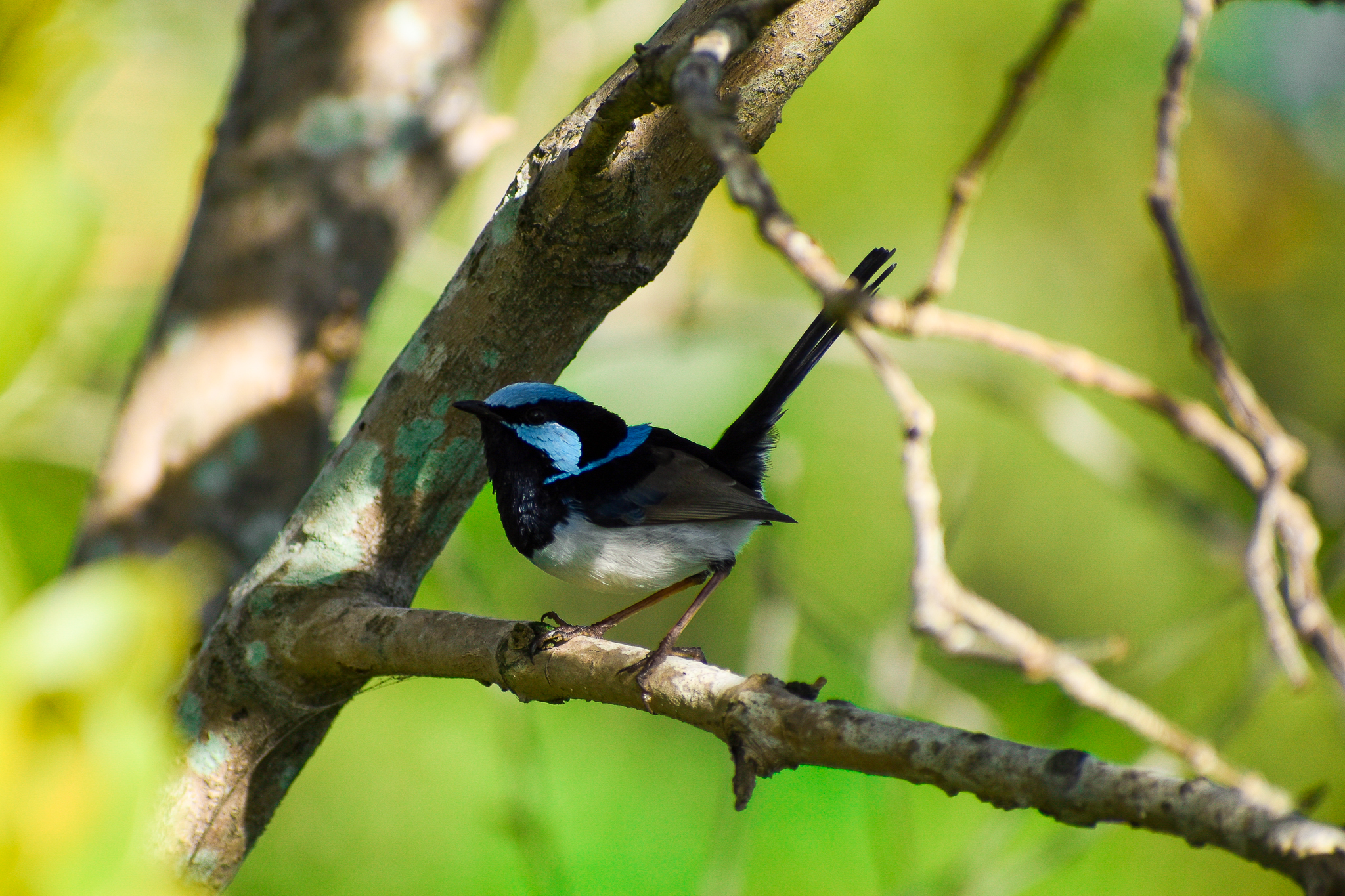 Superb Fairywren (Malurus cyaneus)