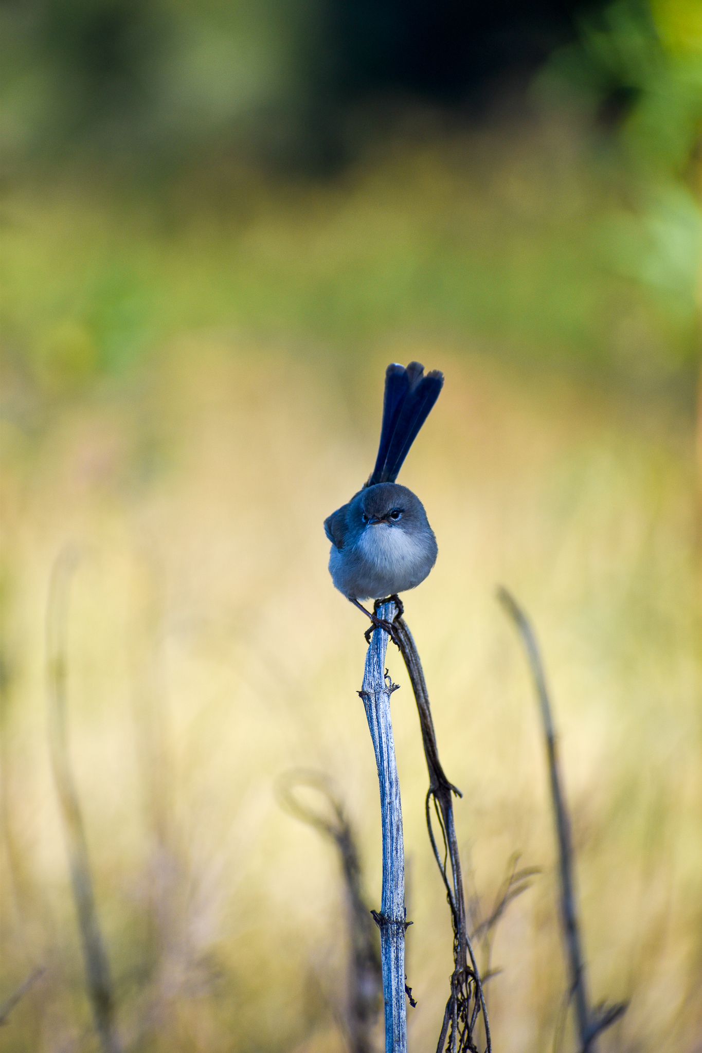 Superb Fairywren (Malurus cyaneus)