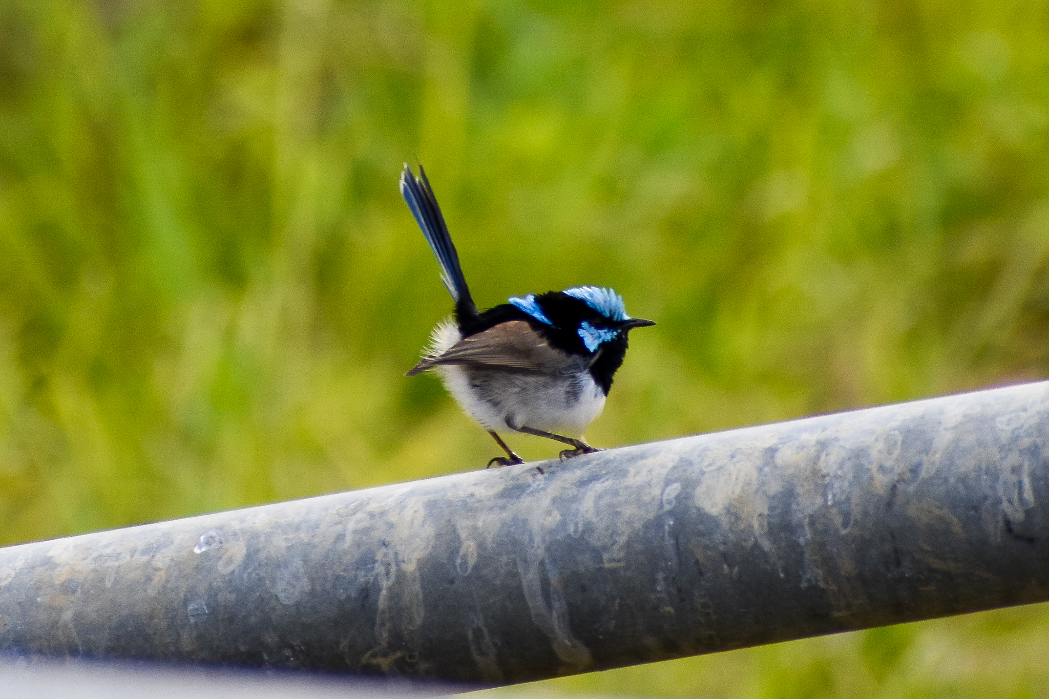 Superb Fairywren (Malurus cyaneus)