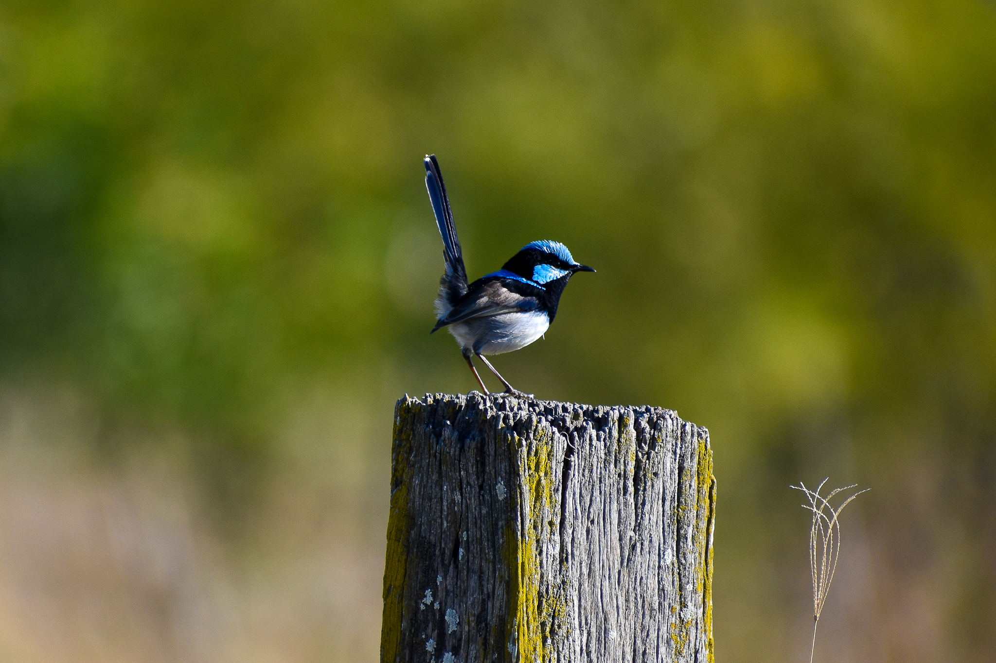 Superb Fairywren (Malurus cyaneus)