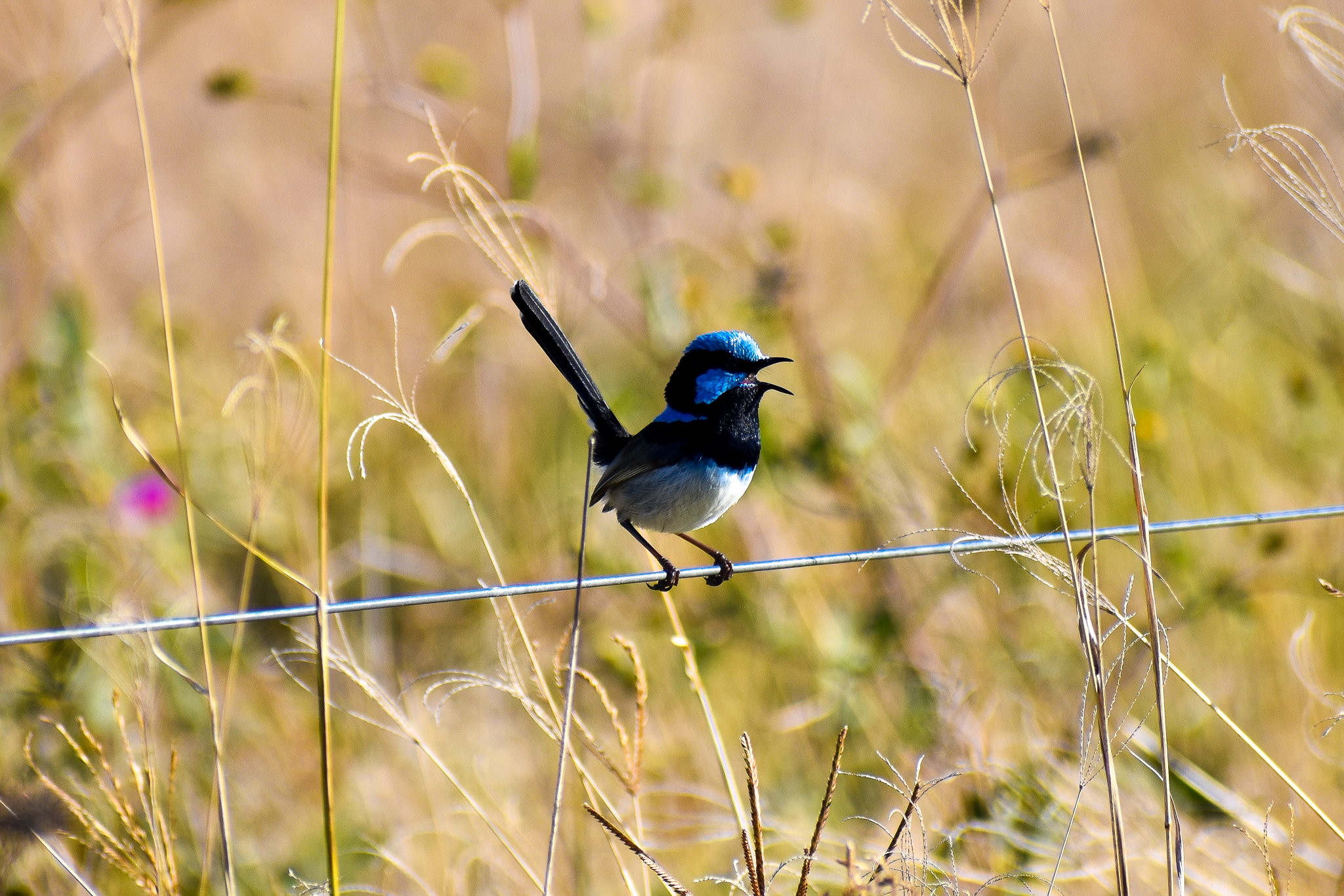Superb Fairywren (Malurus cyaneus)